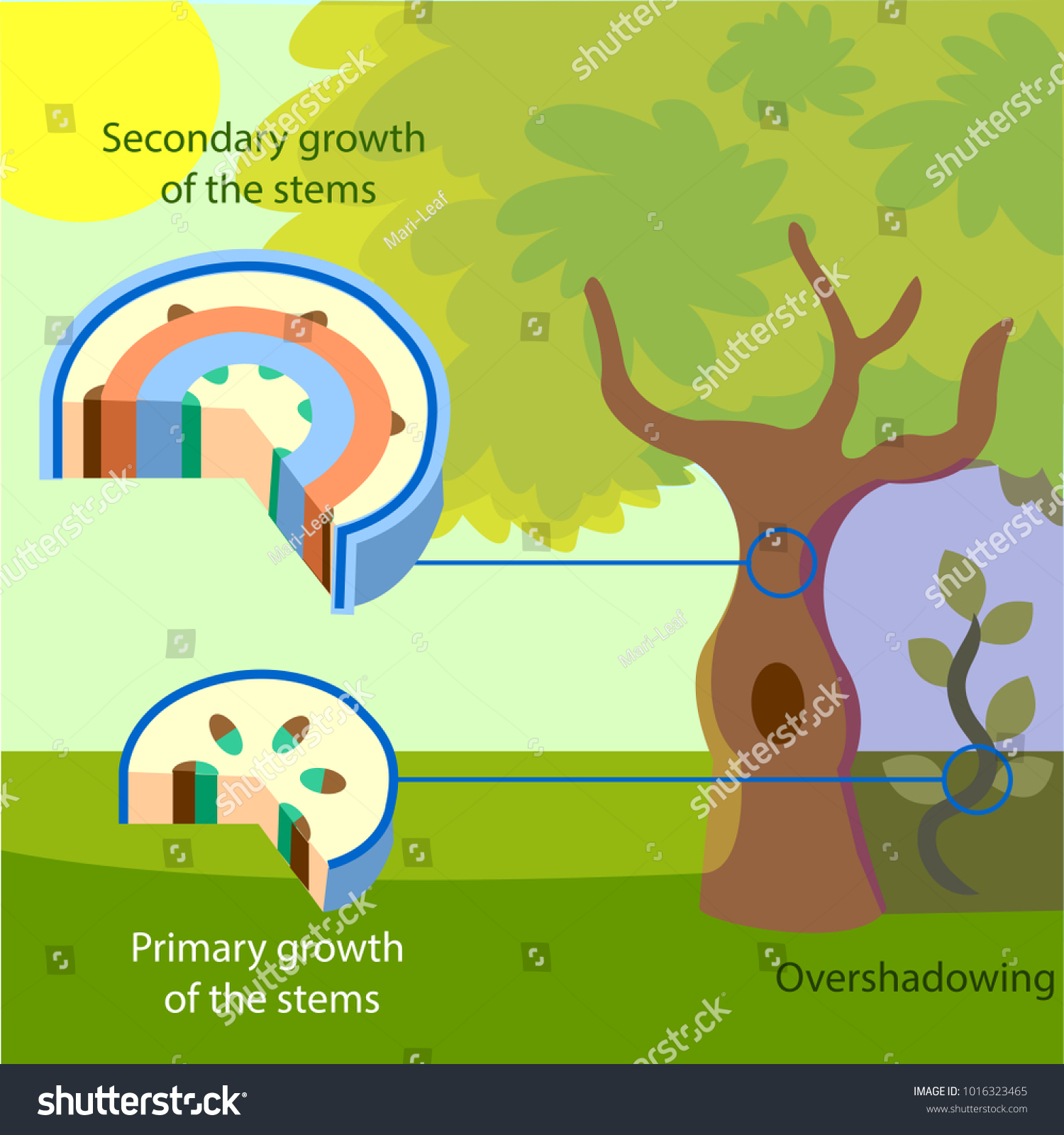 vector-illustration-structure-primary-secondary-growth-stock-vector