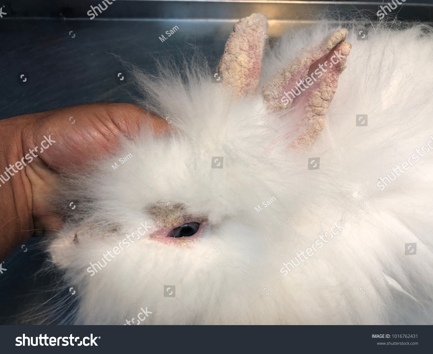 органы кролика фото