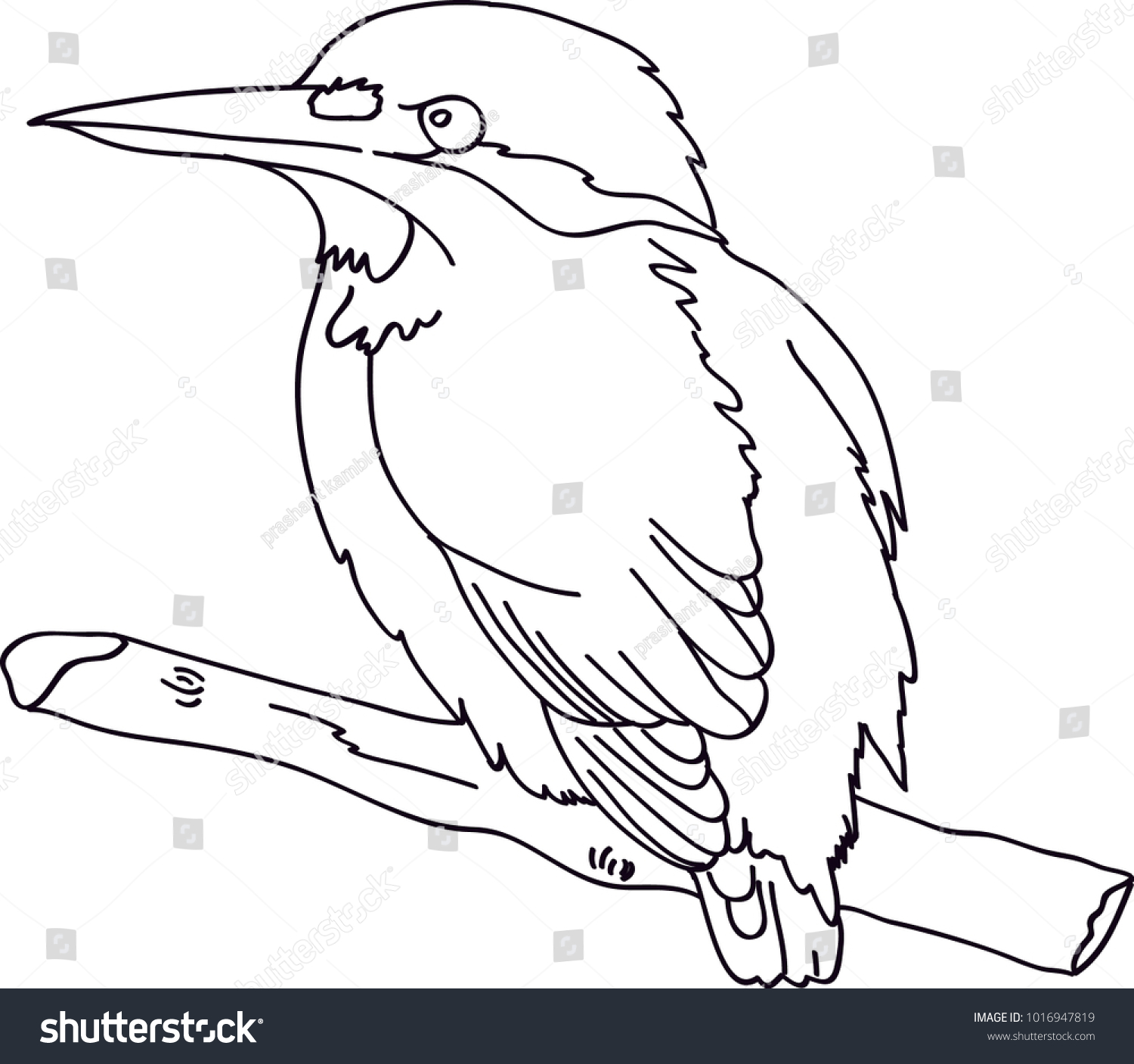 xenopus bird