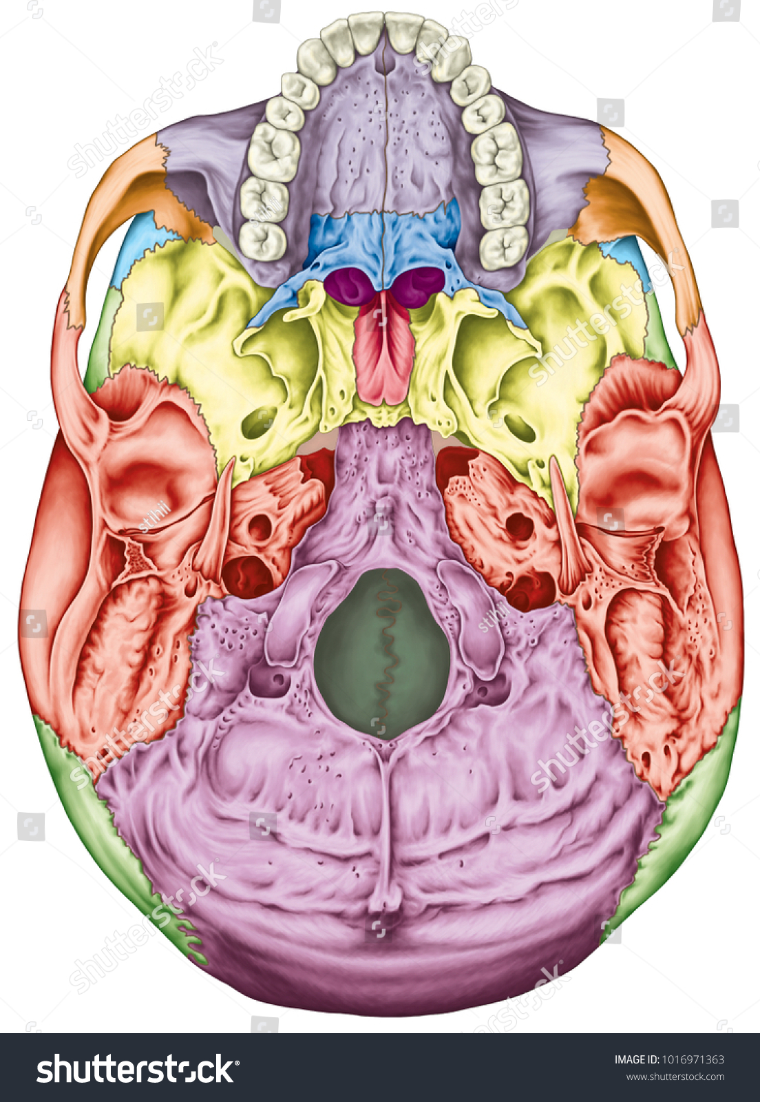 Bones Cranium Bones Head Skull Individual Stock Illustration 1016971363 ...