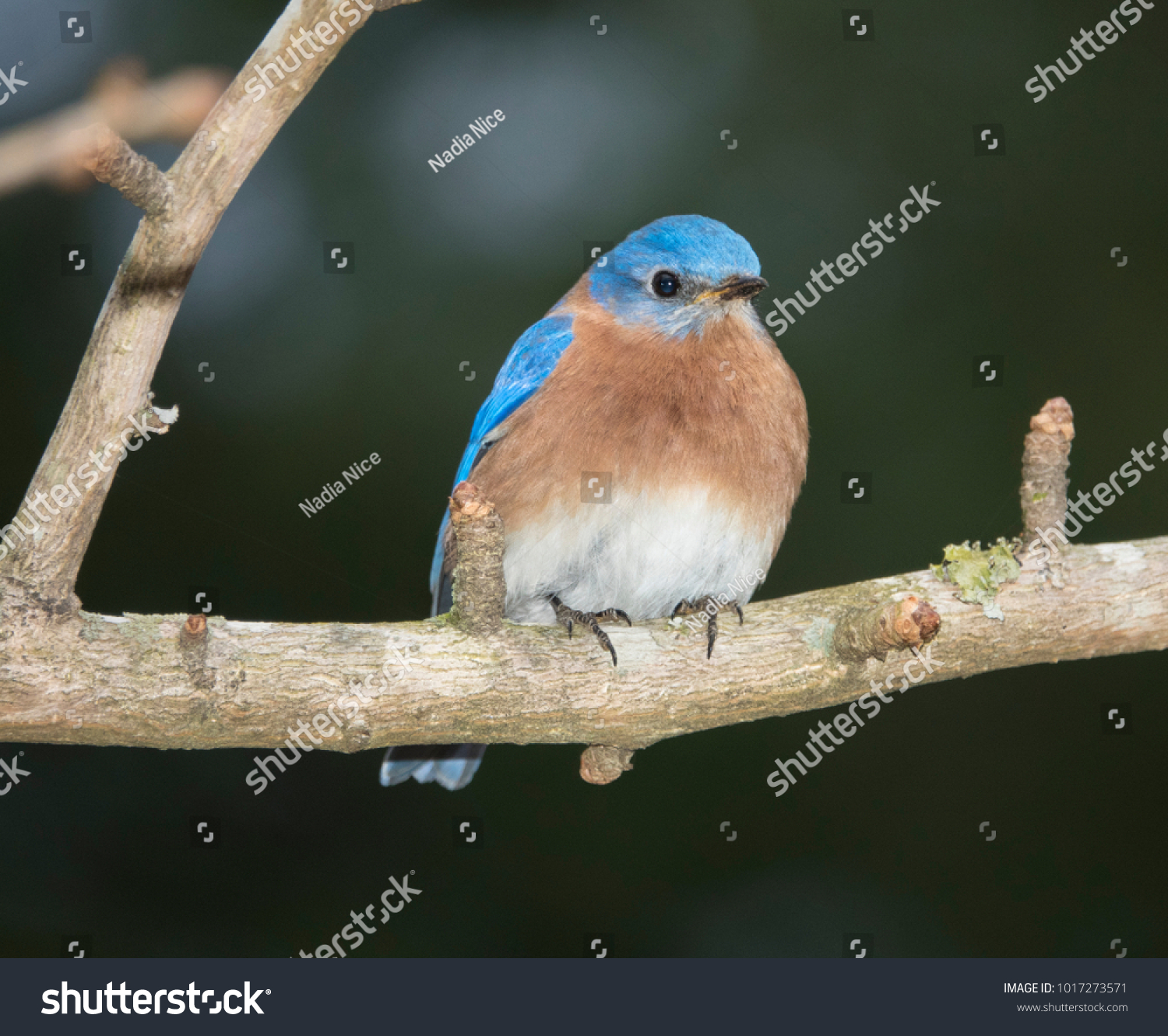 Eastern Bluebird Sitting On Tree Branch Stock Photo 1017273571 ...