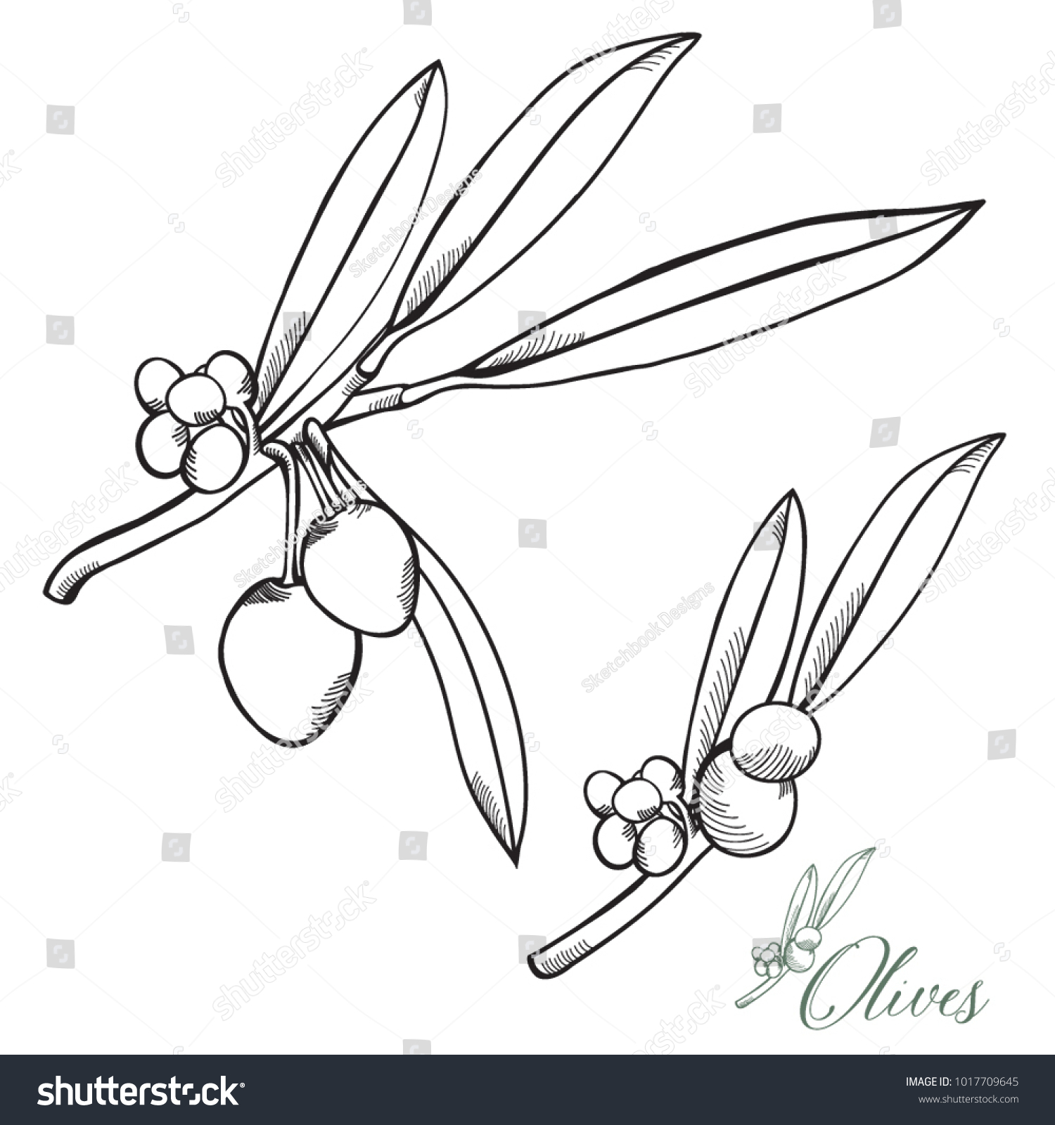 Realistic Handdrawn Olives Vector Set Retro Stock Vector Royalty Free 1017709645 Shutterstock 3460