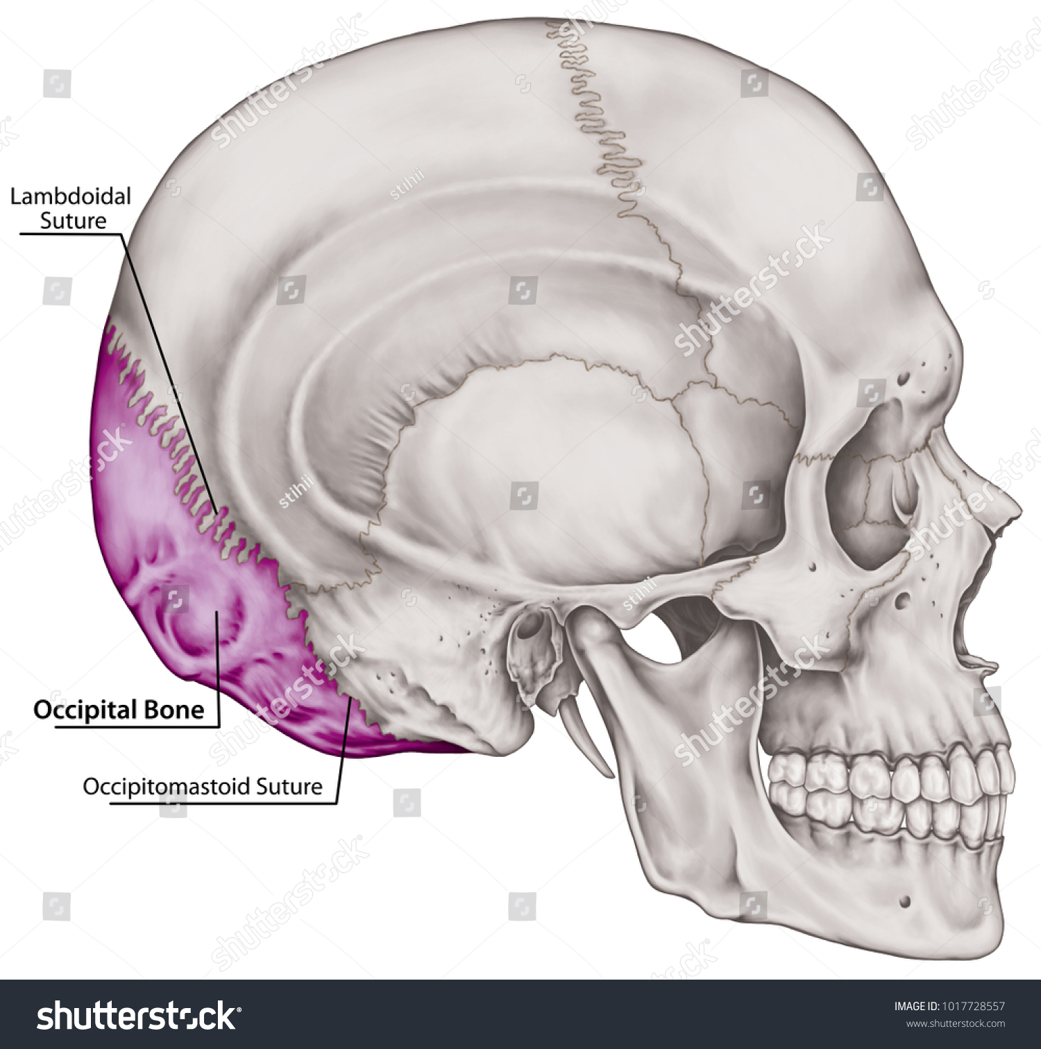 Occipital Bone Cranium Bones Head Skull Stock Illustration 1017728557 Shutterstock 9751