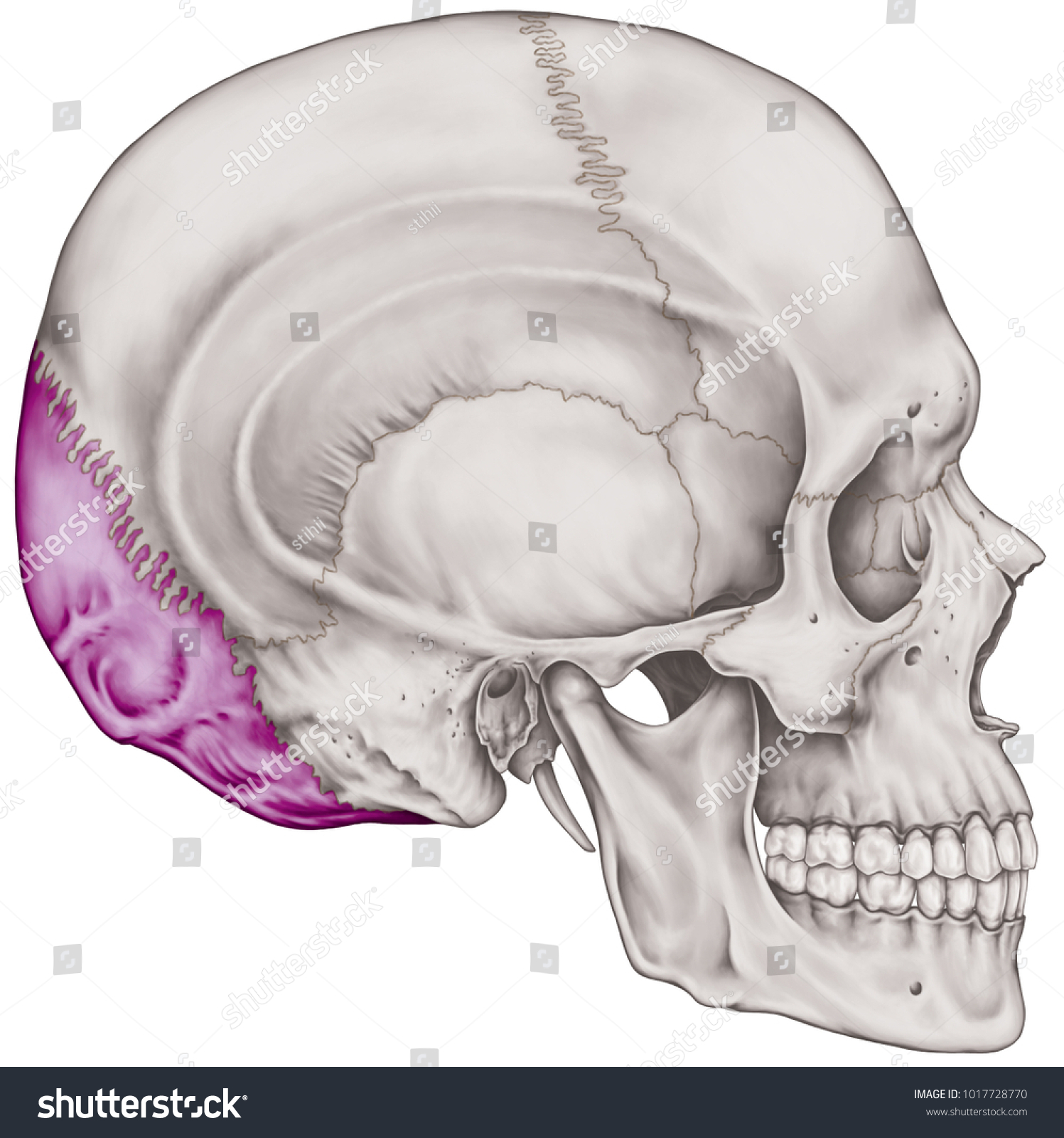 Occipital Bone Cranium Bones Head Skull ภาพประกอบสต็อก 1017728770 Shutterstock 2537