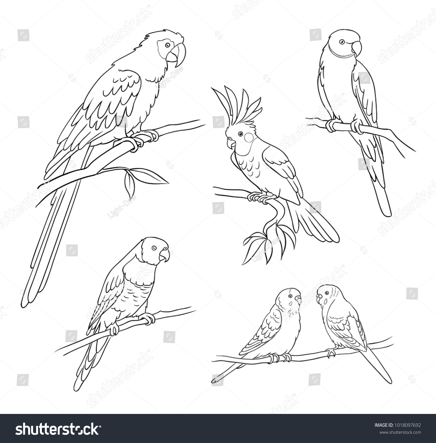 Картинки попугаи в разных позах рисунки