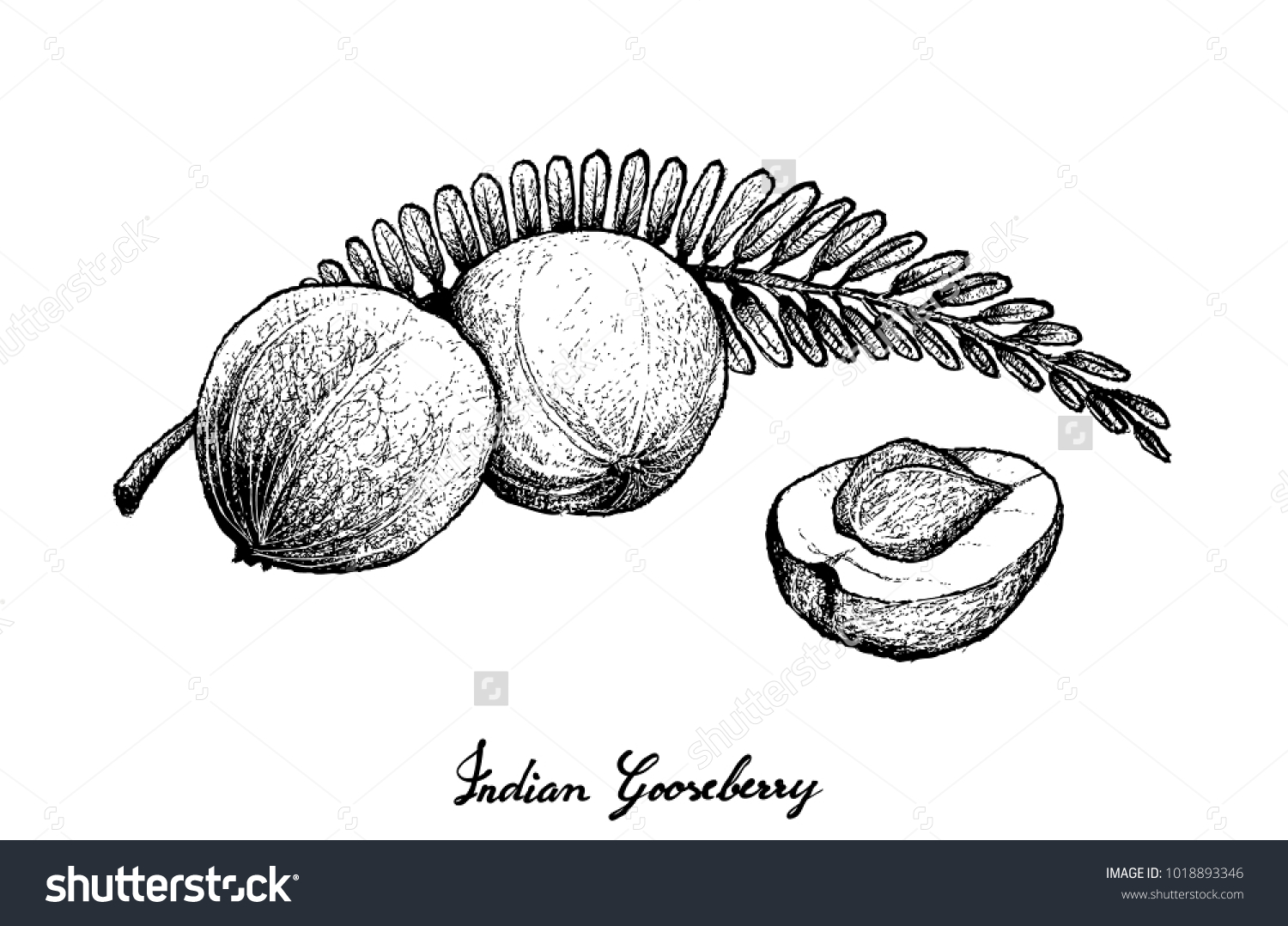 Tropical Fruits Illustration Hand Drawn Sketch Stock Vector (Royalty ...