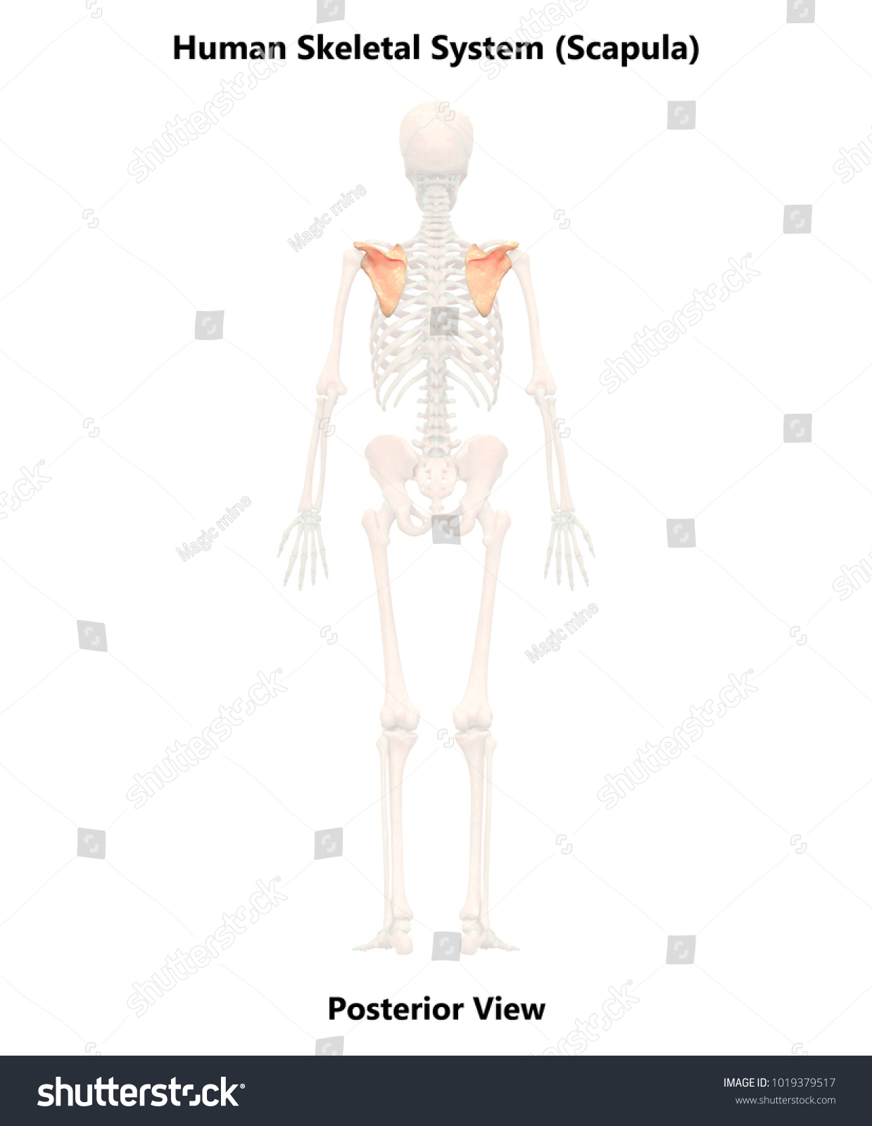 Human Skeleton System Scapula Anatomy Posterior Stock Illustration