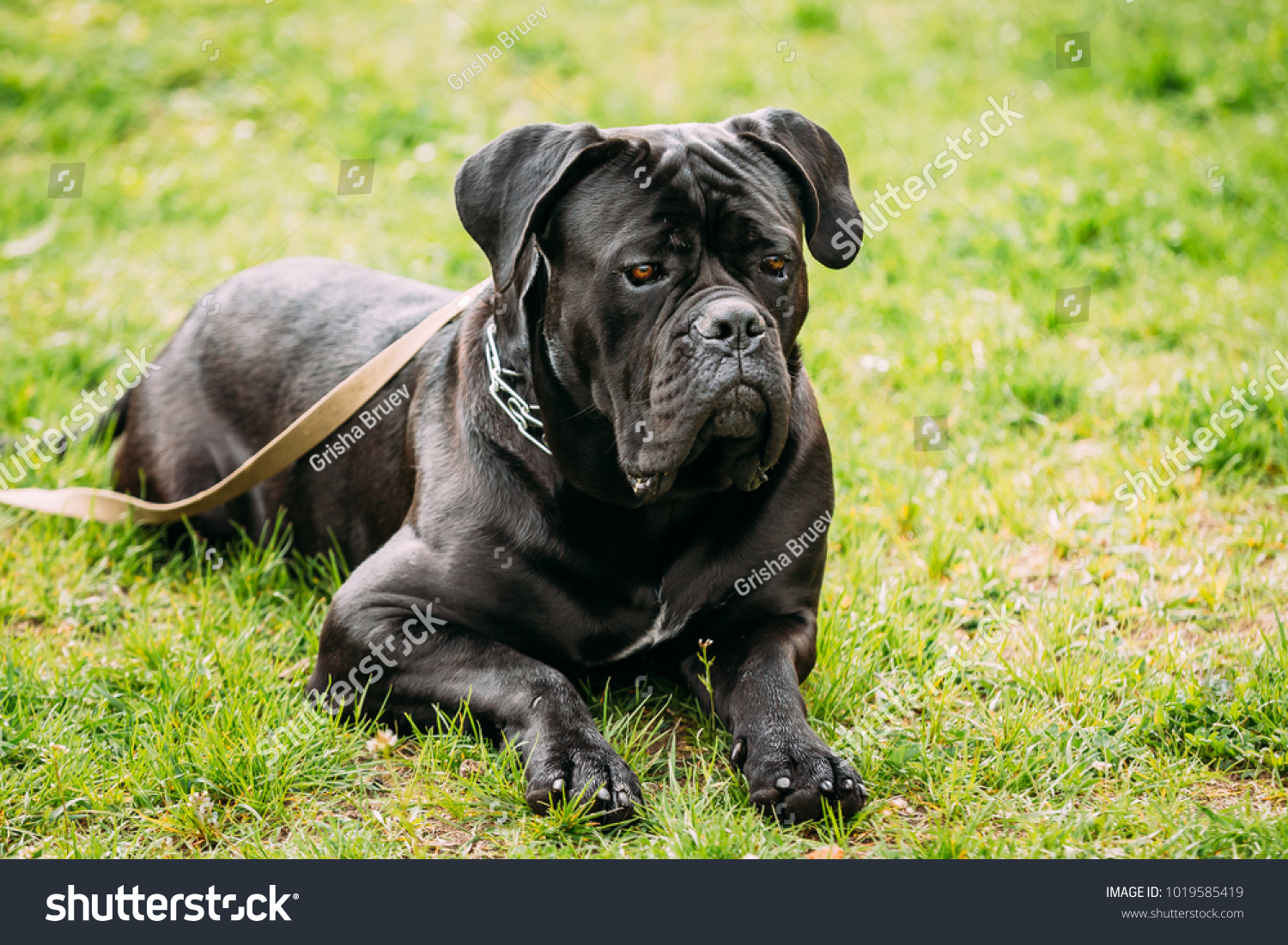 is a cane corso a good dog