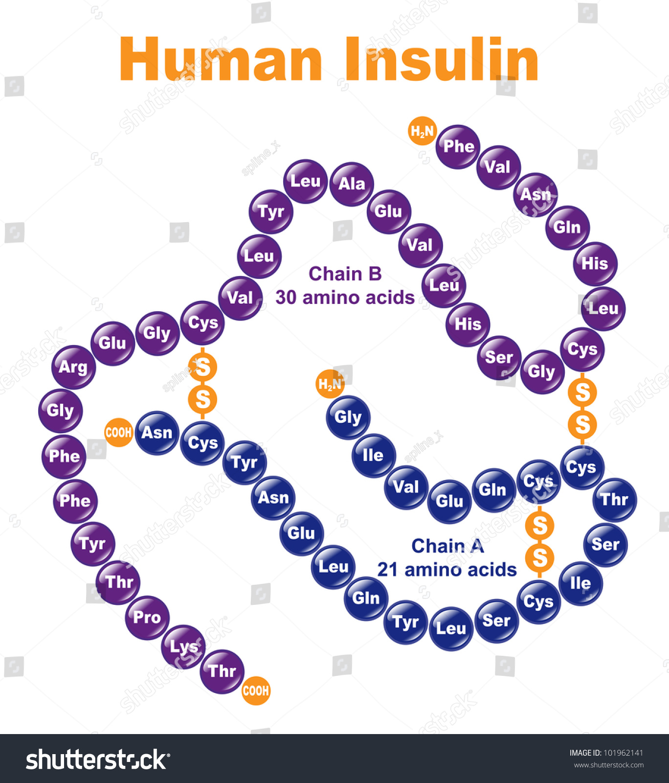 2,178 Amino acid chains Images, Stock Photos & Vectors | Shutterstock