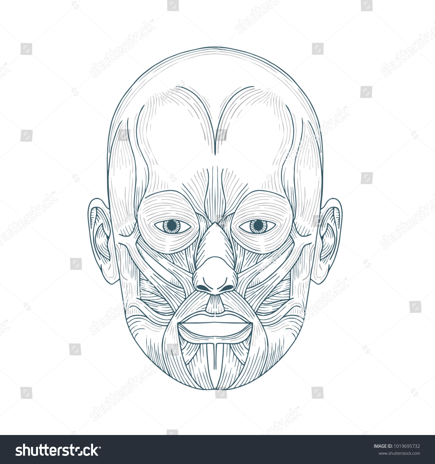 Hand Drawn Human Head Anatomy Illustration Stock Vector (Royalty Free ...