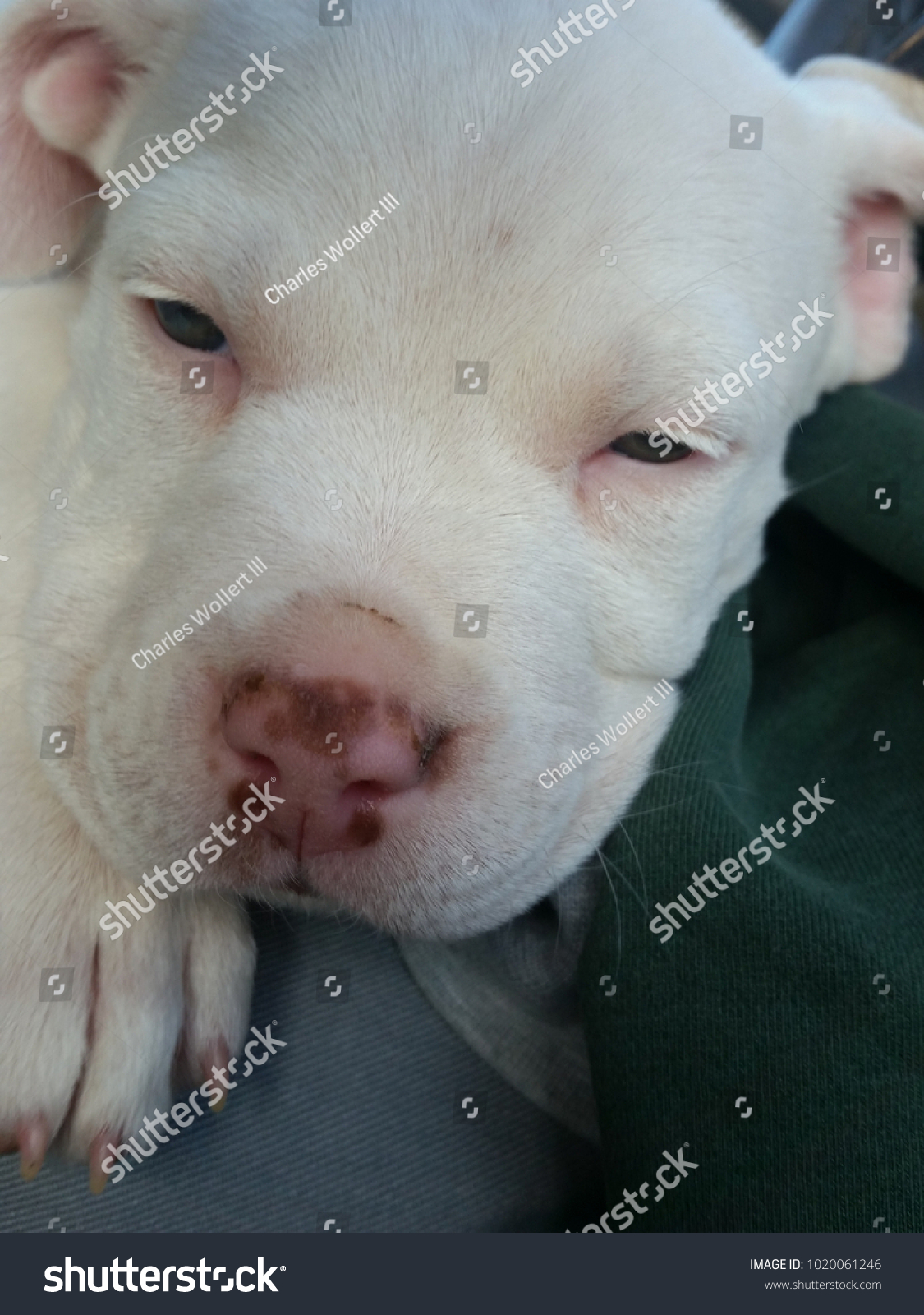 baby pitbulls red nose