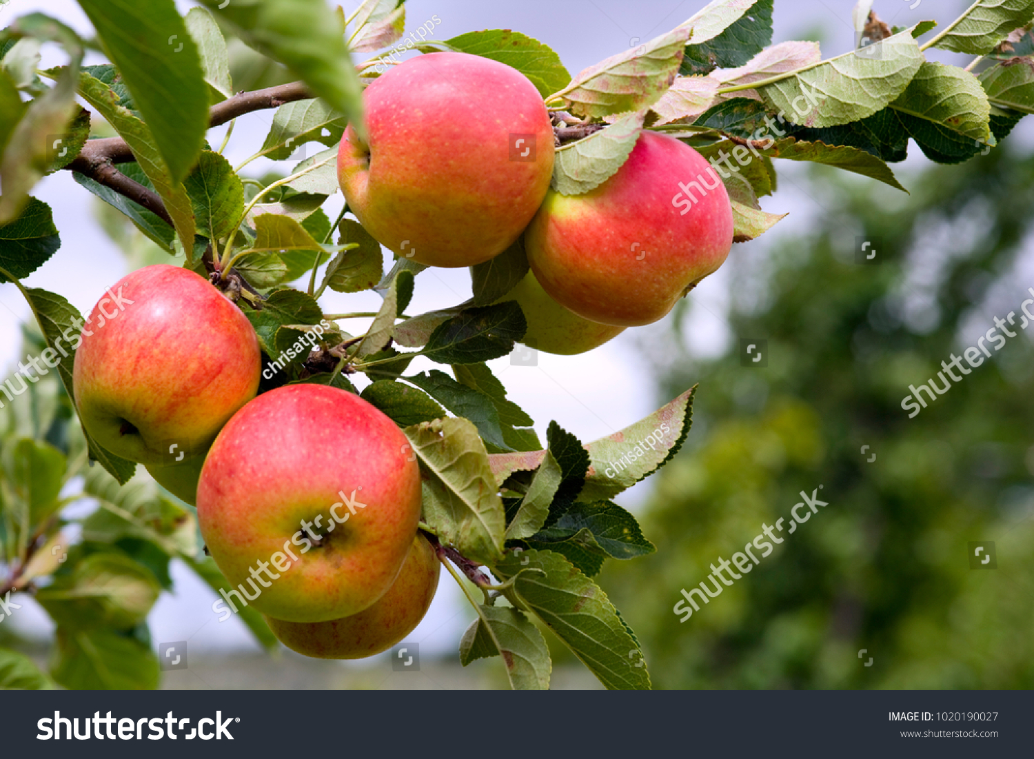 пепин шафранный фото яблок