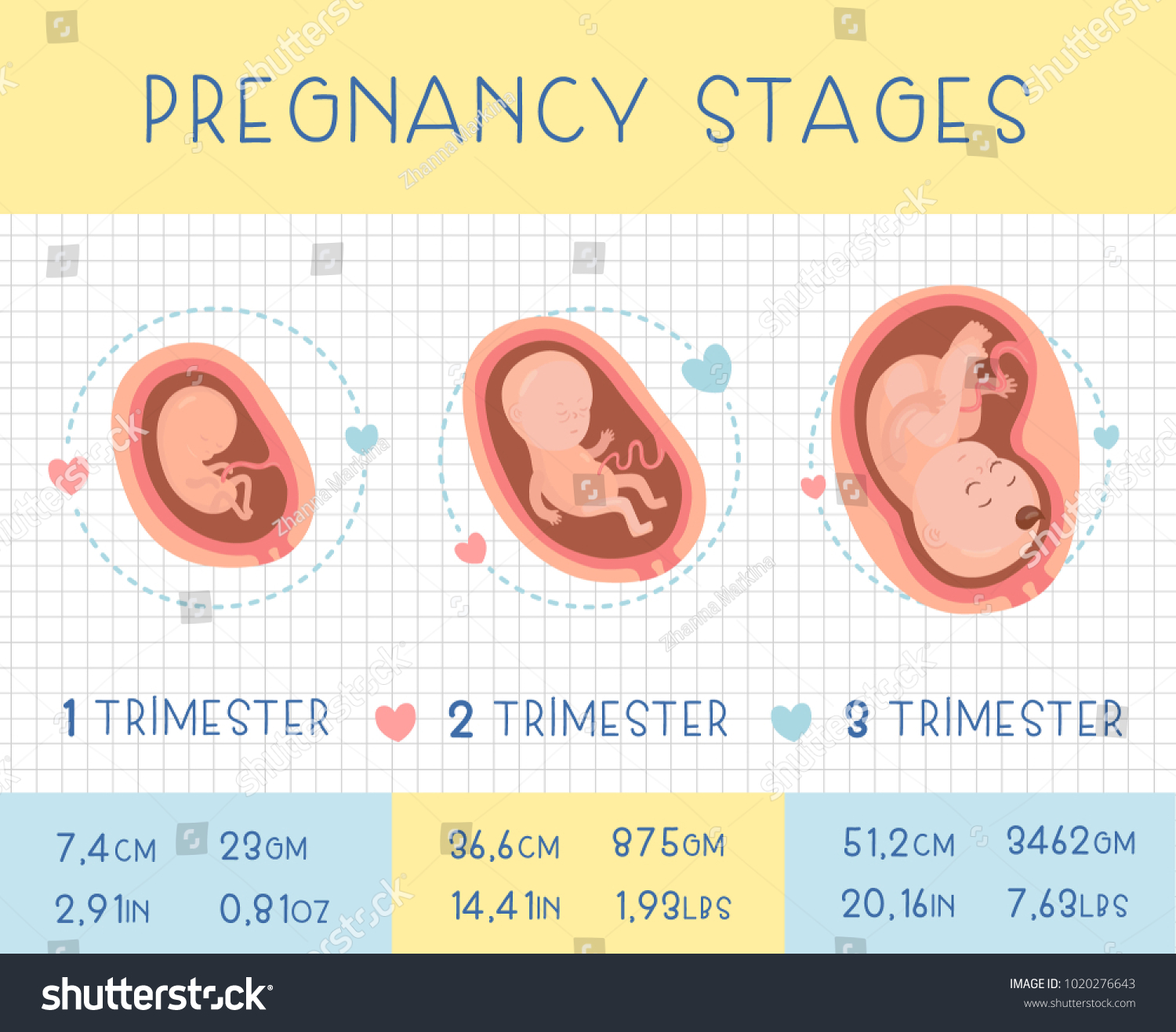 Trimesters Pregnancy Vector Flat Infographic Icons Stock Vector ...