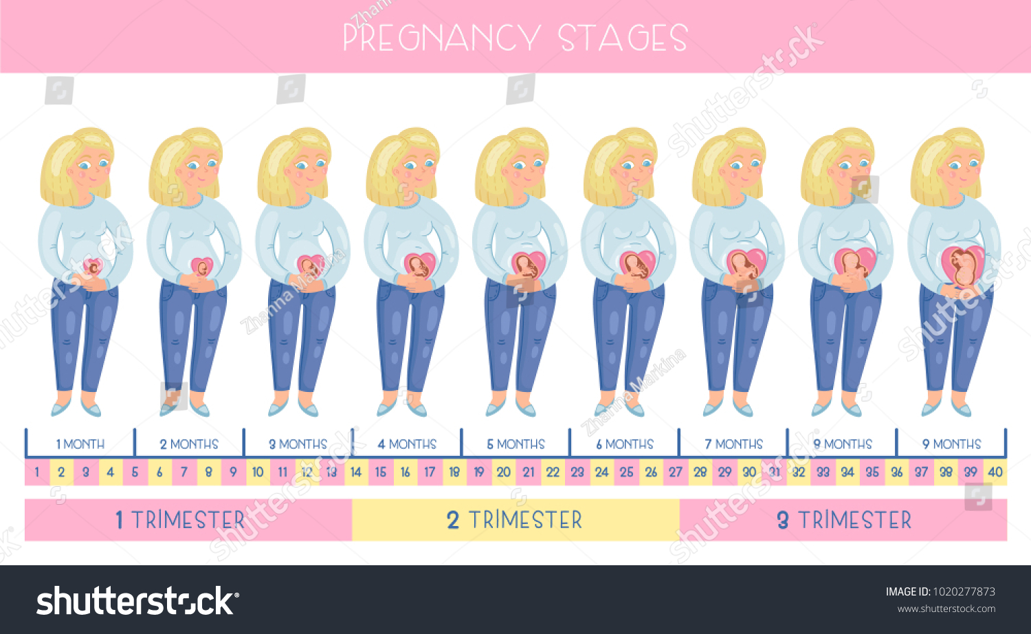Какие бывают стадии беременности