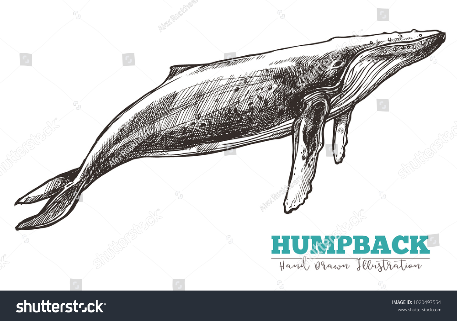 Гравировка кит горбатый