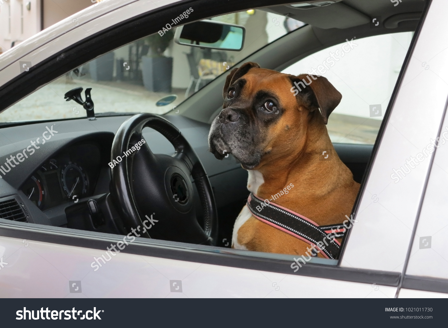 can dogs sit in the front seat of a car