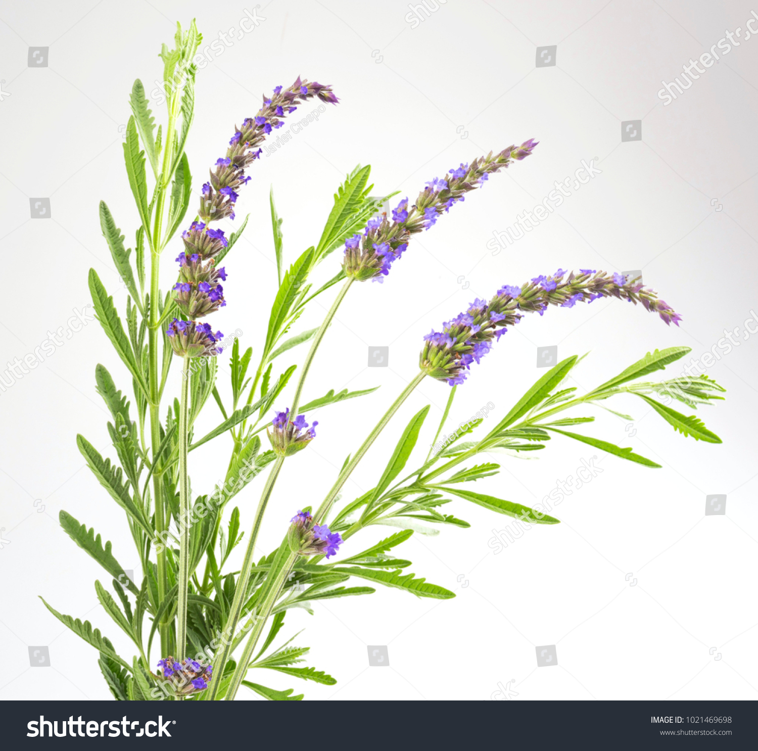 lavender plant leaves