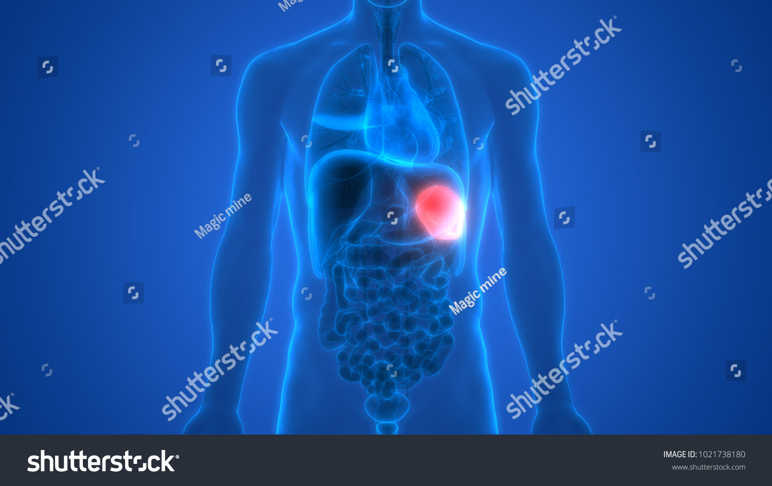 Human Body Organs Anatomy Spleen 3d Stock Illustration 1021738180 ...