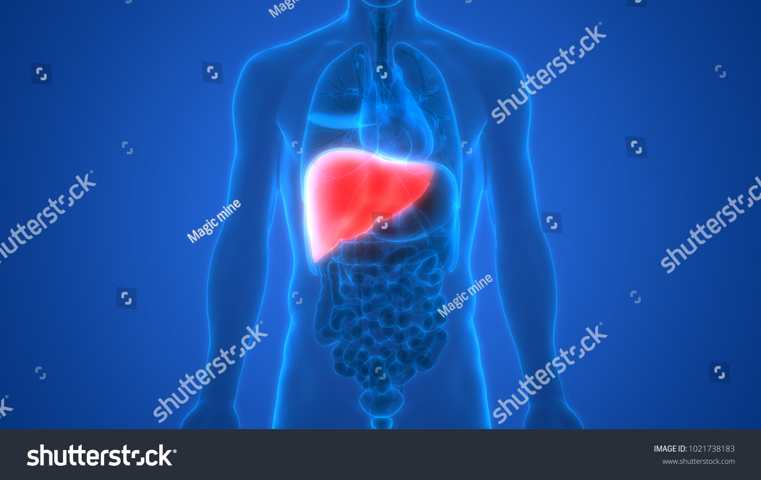 Human Body Organs Anatomy Liver 3d Stock Illustration 1021738183 ...