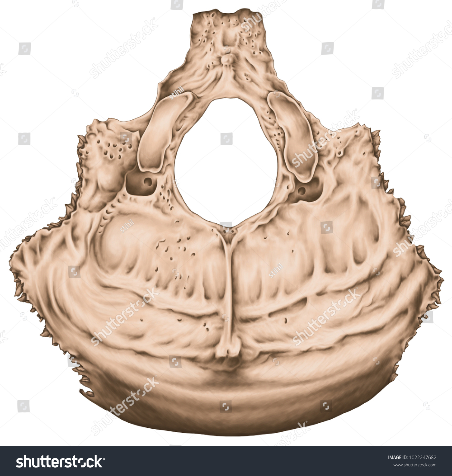 Occipital Bone Cranium Anatomical Construction Occipital Stock Illustration 1022247682 4547