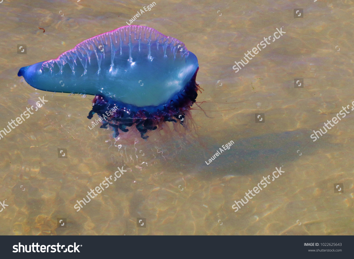 65 Portuguese Man Of War Isolated Images, Stock Photos & Vectors ...