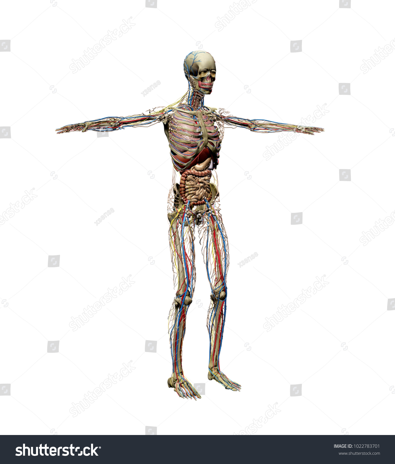 Human Anatomy Isolated White Background 3d Stock Illustration ...