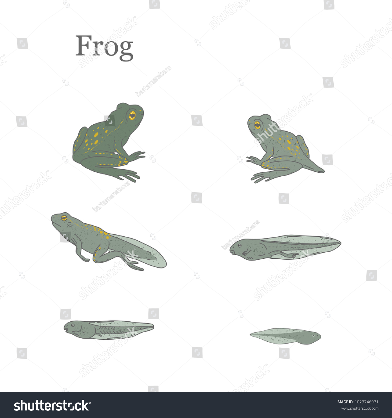 Frog Vector Illustration Life Cycle Frog Stock Vector (Royalty Free ...