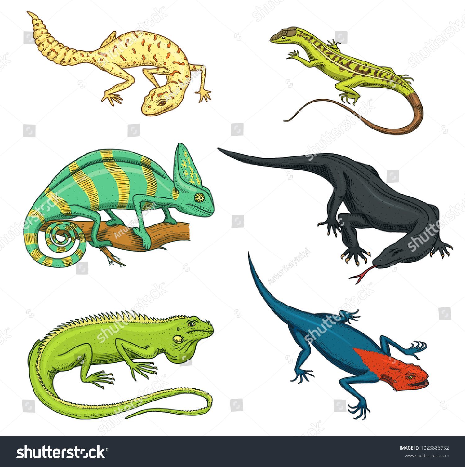 Chameleon Lizard Green Iguana Komodo Dragon Stock Vector (Royalty Free ...