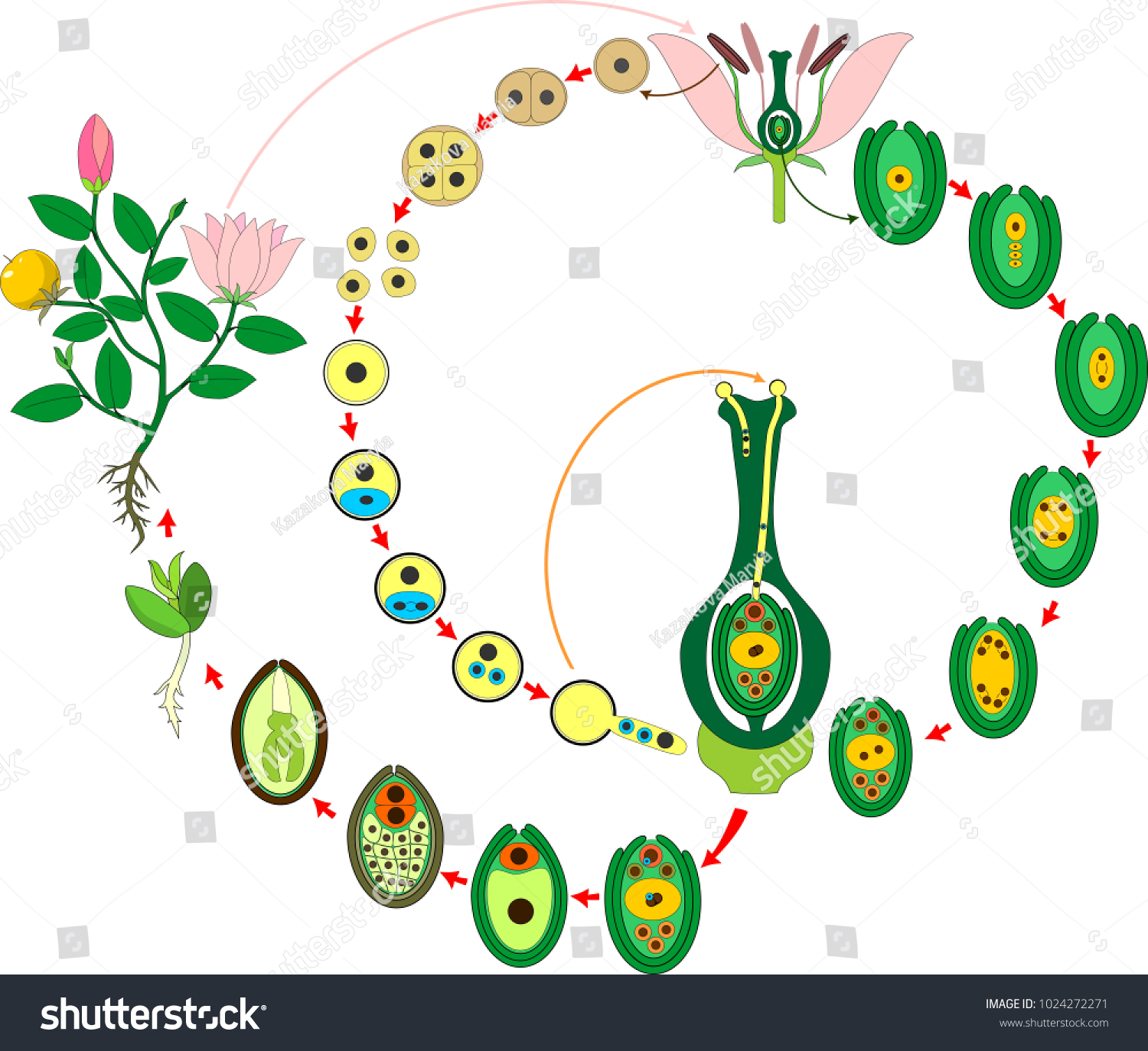 Angiosperm Plant Life Cycle Diagram Life Stock Vector (Royalty Free ...