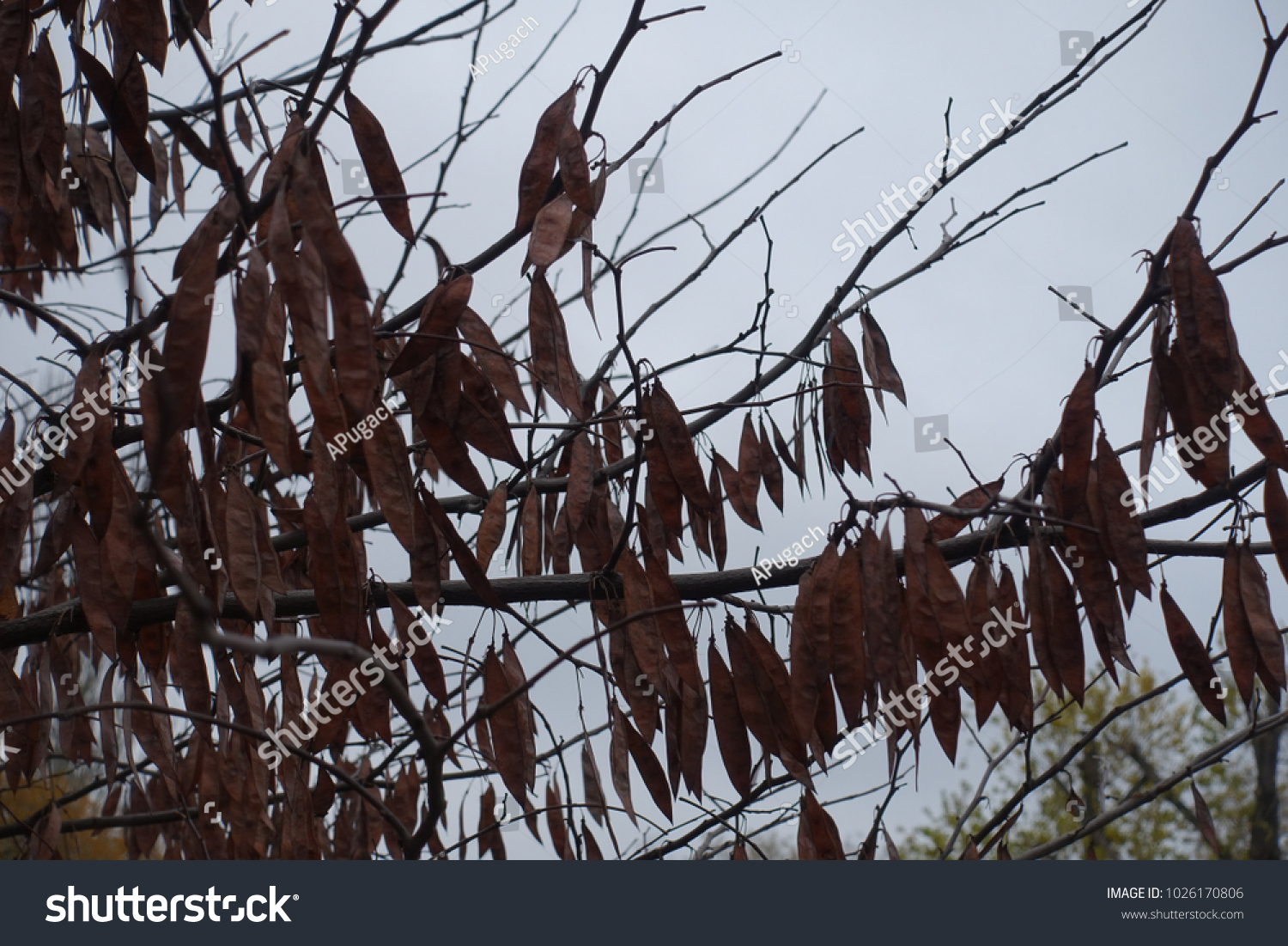 Naked Branches Cercis Canadensis Pealike Pods Stock Photo 1026170806 Shutterstock