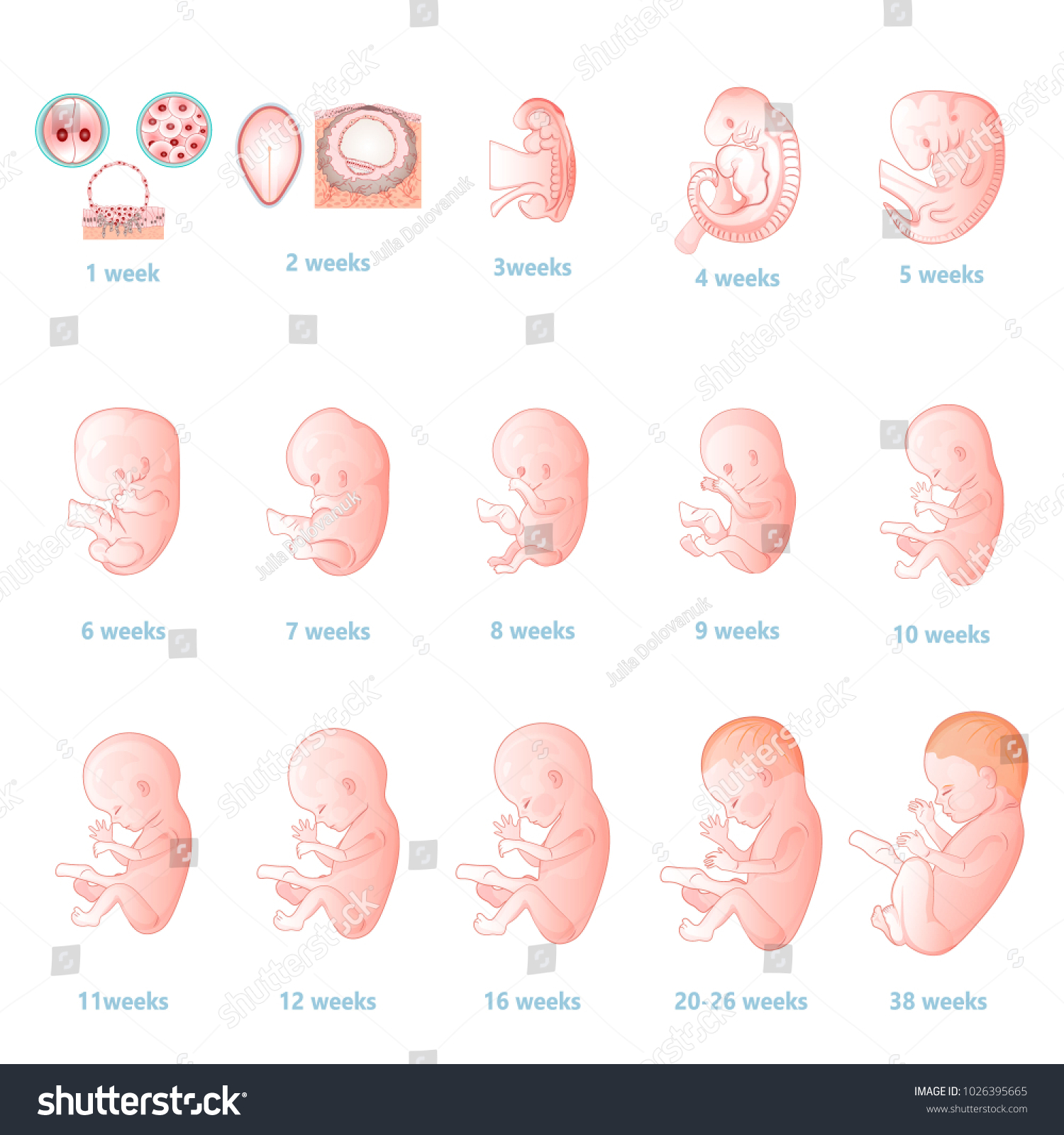 фото по неделям расположение плода