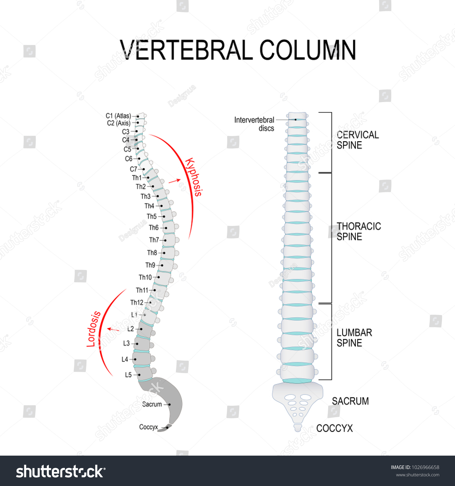 Vertebral Column Cervical Thoracic Lumbar Spine Stock Illustration ...