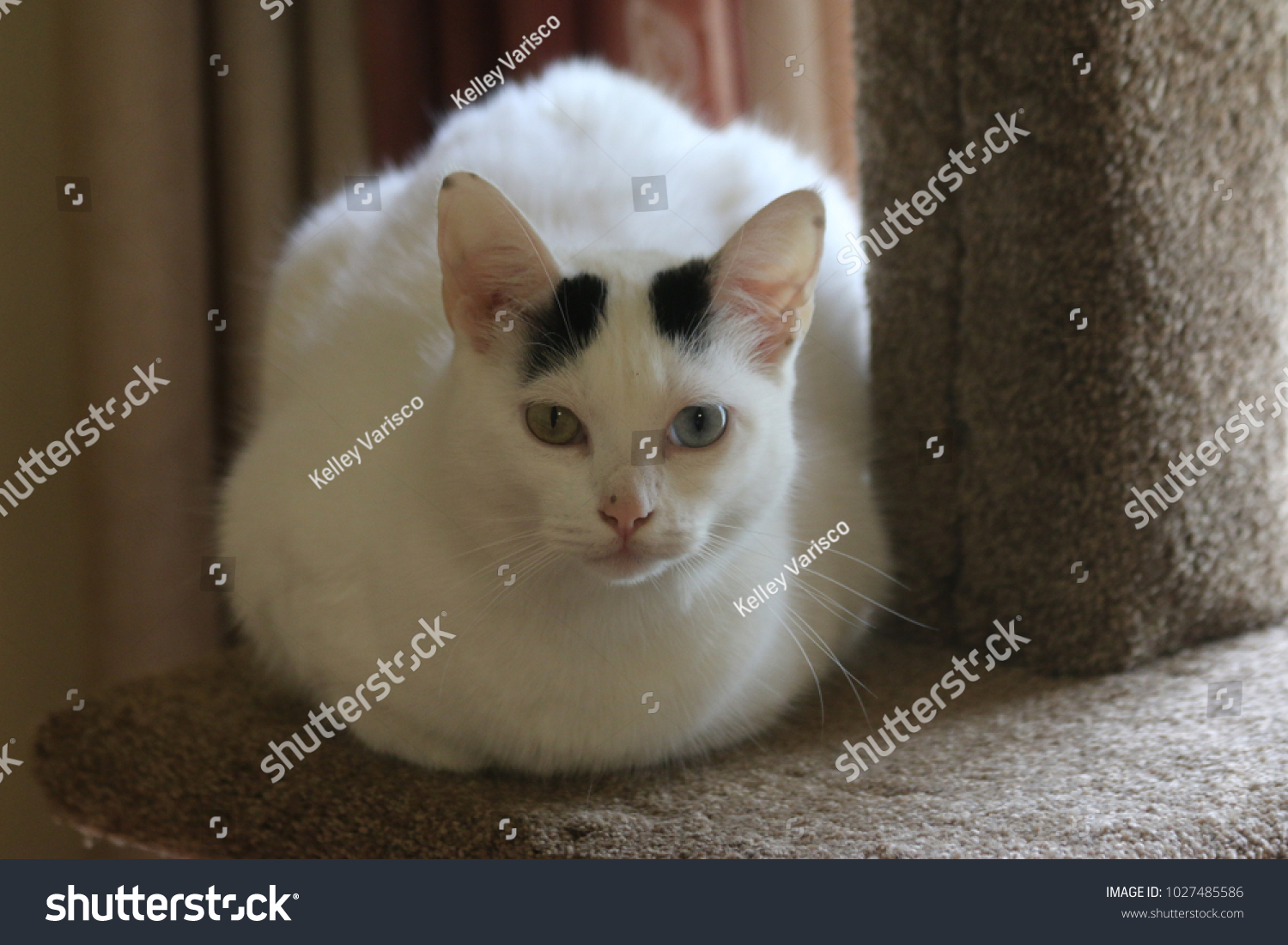 White Cat Black Spots On Head Stock Photo 1027485586 Shutterstock