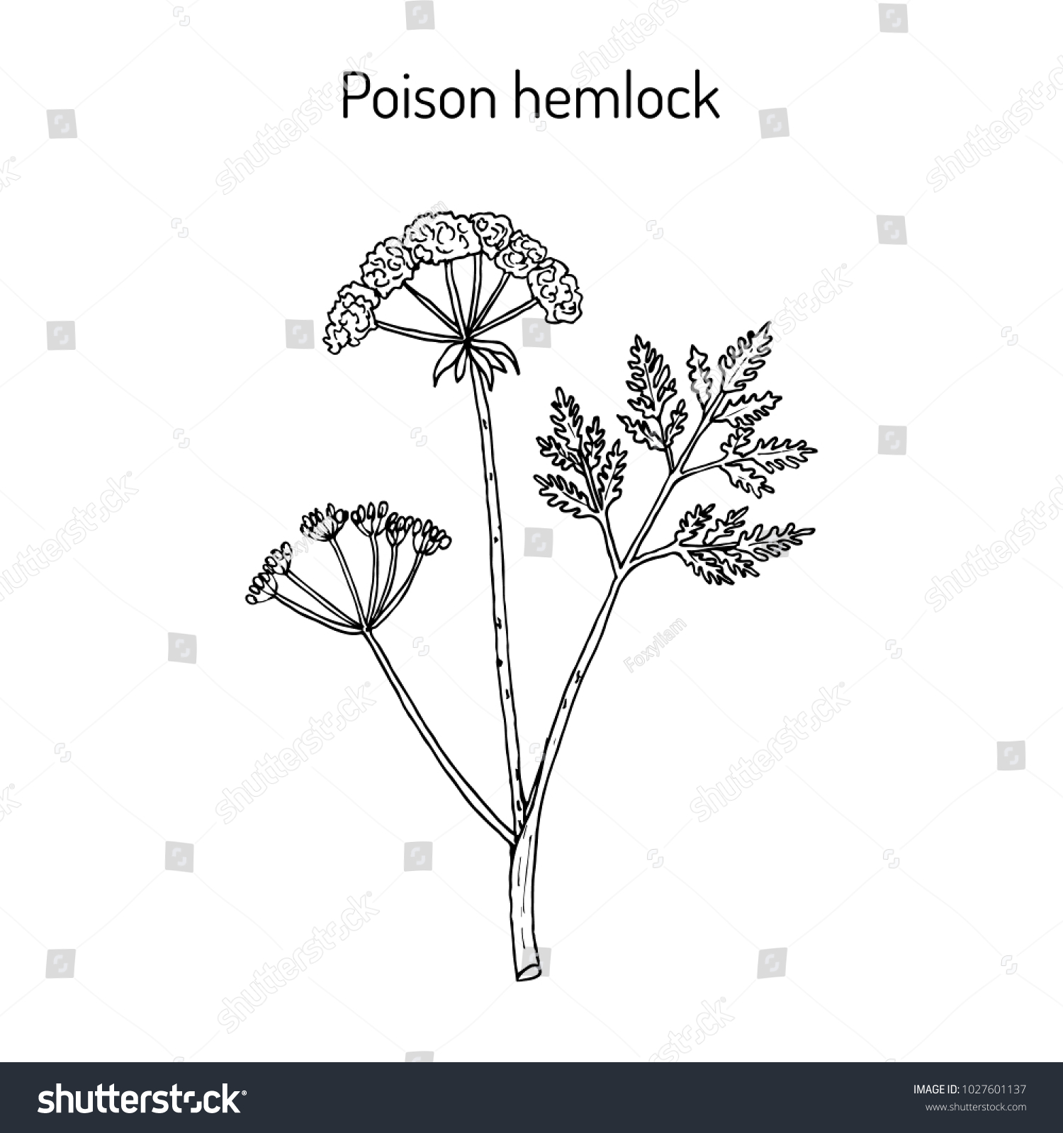 Poison Hemlock Conium Maculatum Medicinal Plant Stock Vector (Royalty ...