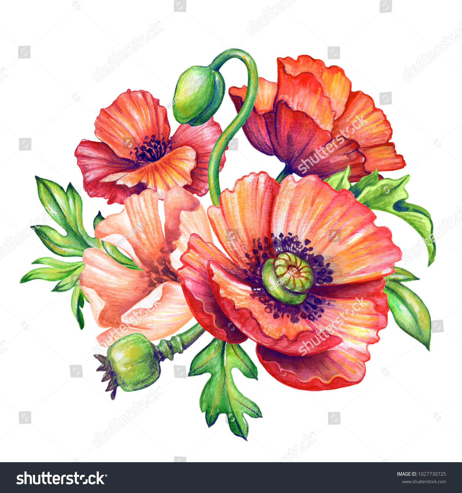 Botanical Watercolor Illustration Red Poppies Bouquet Stock ...