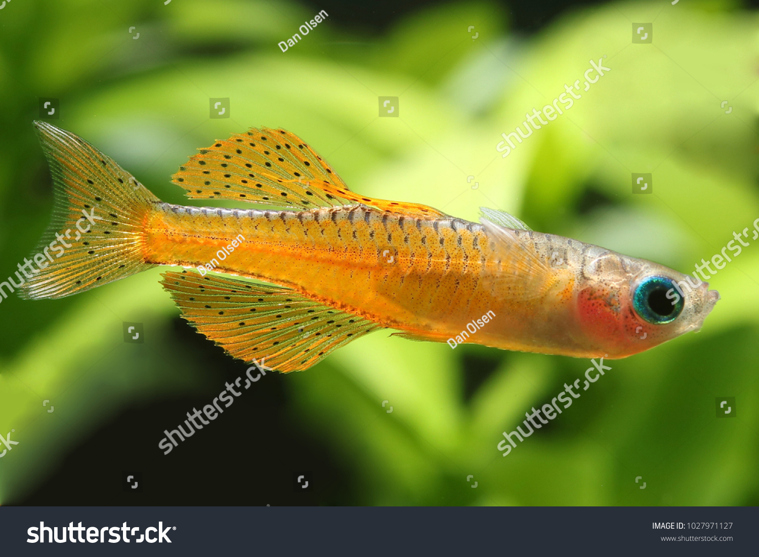 Red neon blue eye rainbowfish