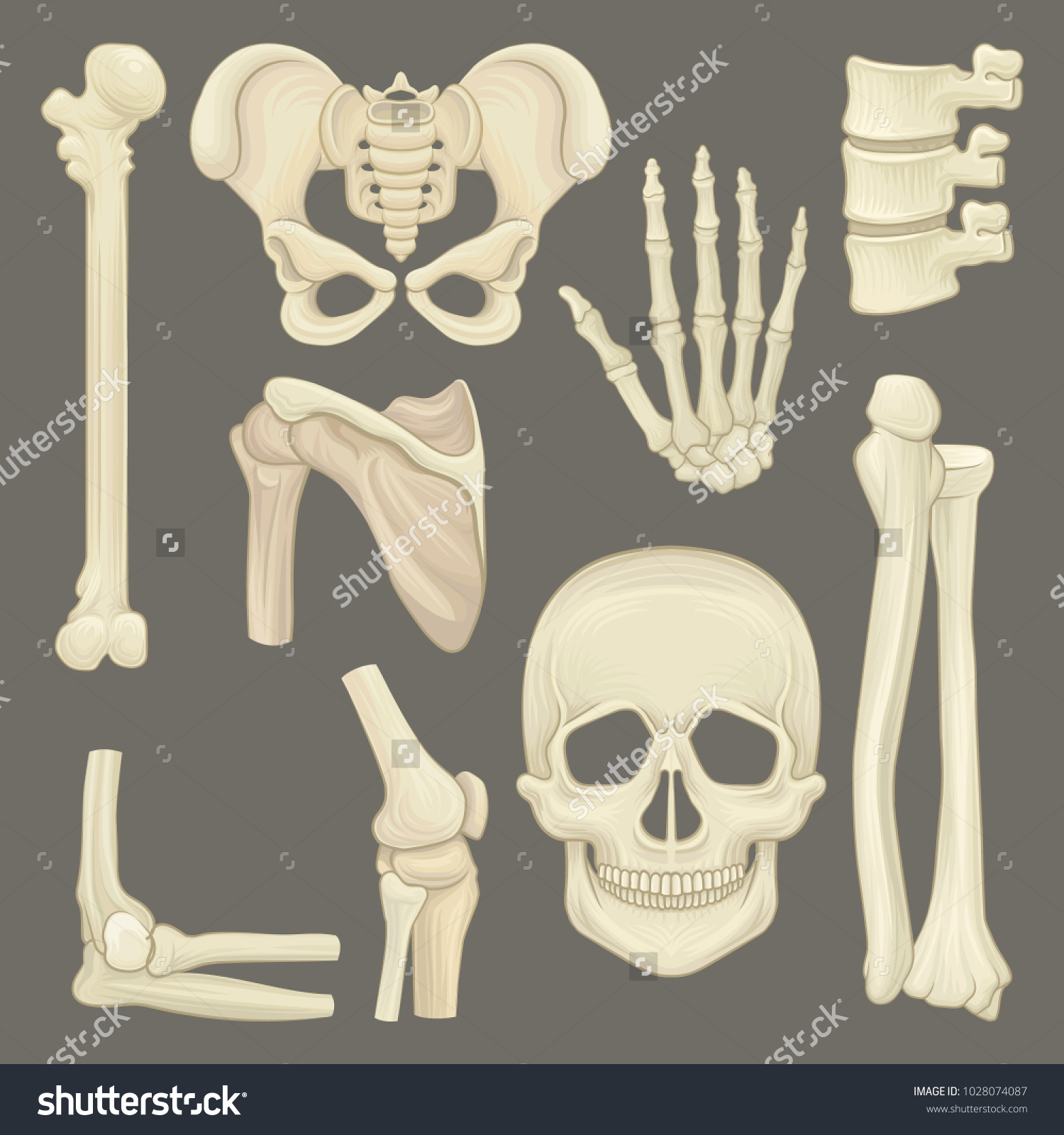 Parts Human Skeleton Skull Pelvic Girdle Stock Vector (Royalty Free ...