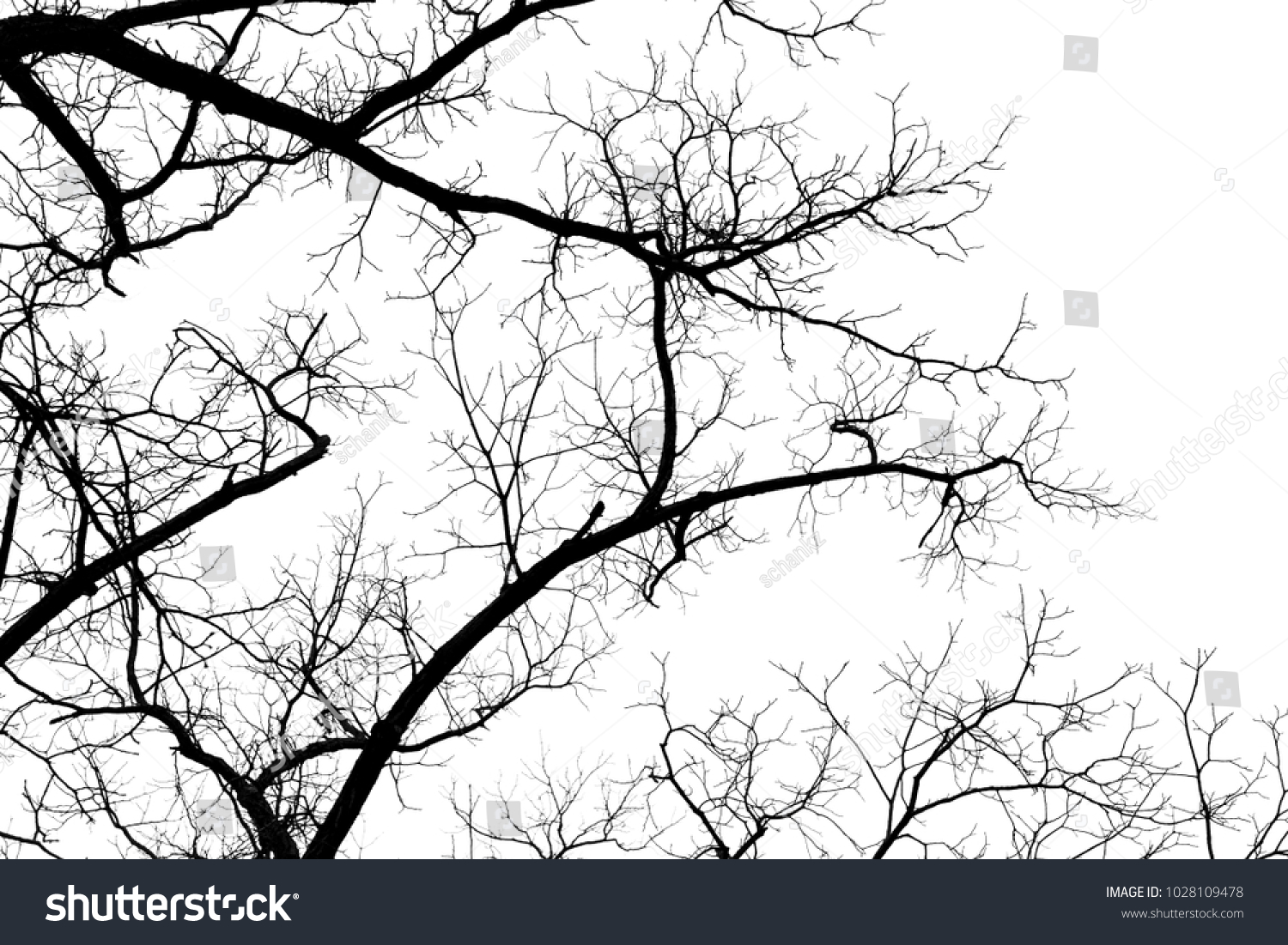 Naked Tree Branches On White Background Stock Photo Shutterstock