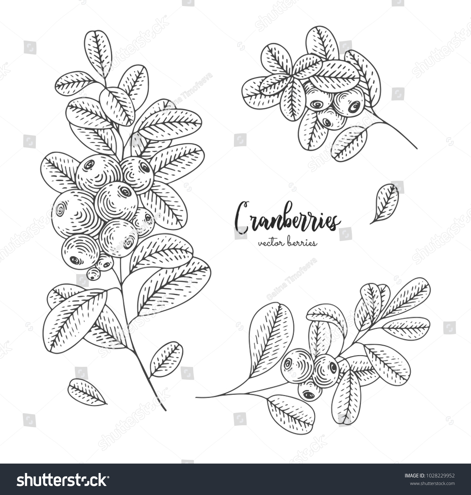 Hand Drawn Set Cranberries Design Package Stock Vector (Royalty Free ...