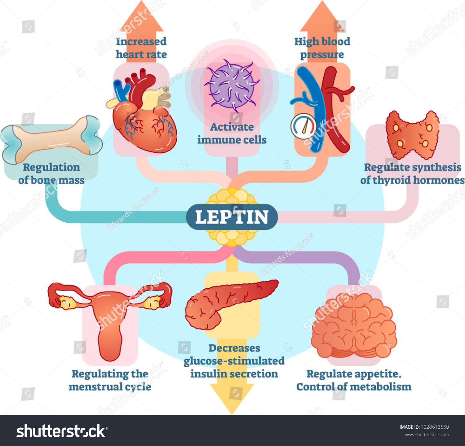 Leptin Hormone Role Schematic Vector Illustration Stock Vector (Royalty ...