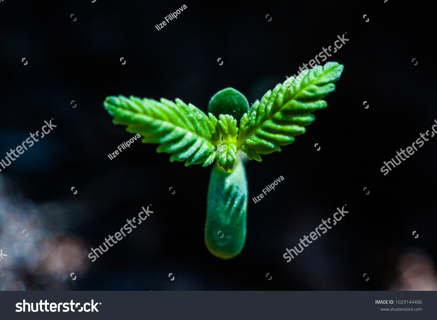 Baby Cannabis Plant Vegetative Stage Marijuana Stock Photo 1029144406 ...