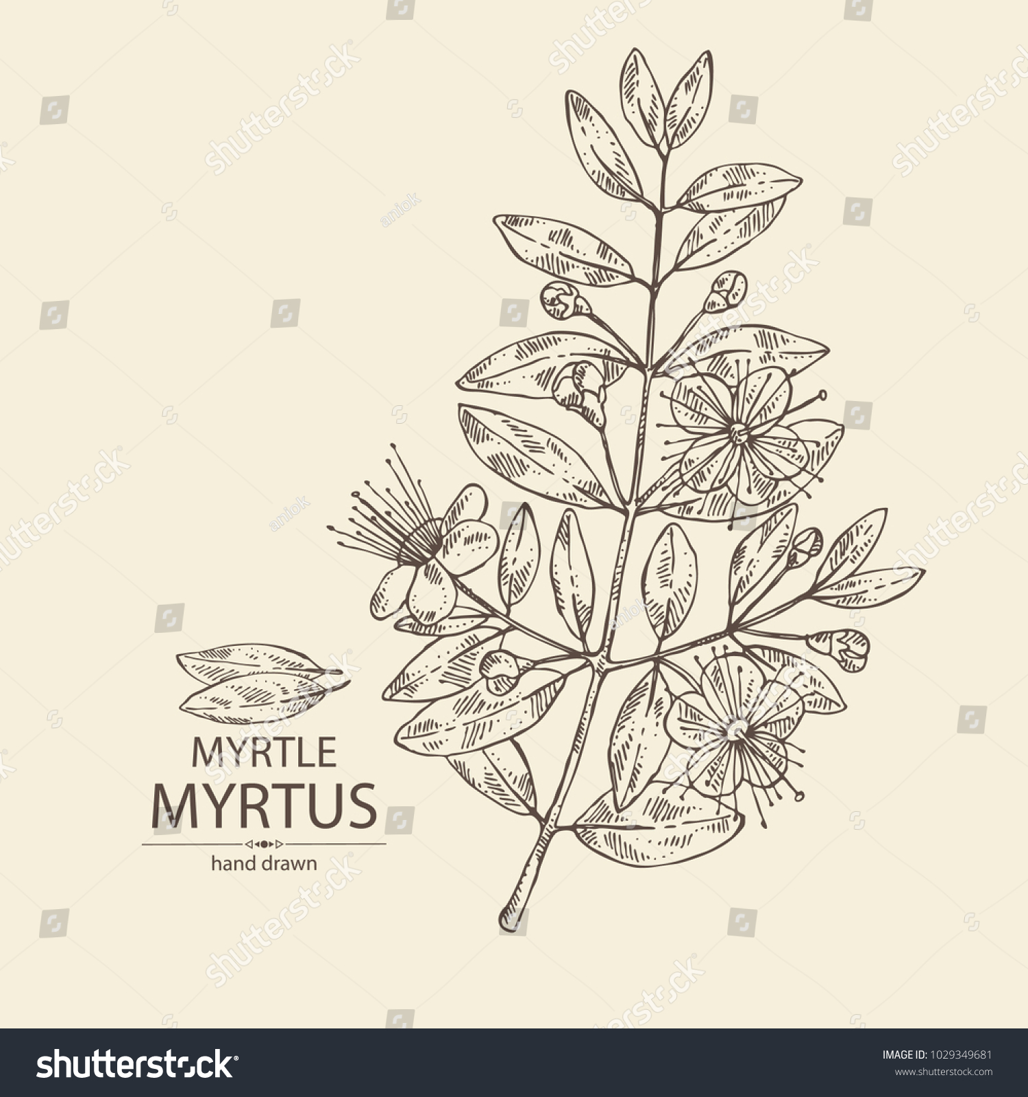 Myrtus Myrtle Myrtus Branch Flowers Leaves Stock Vector (Royalty Free ...