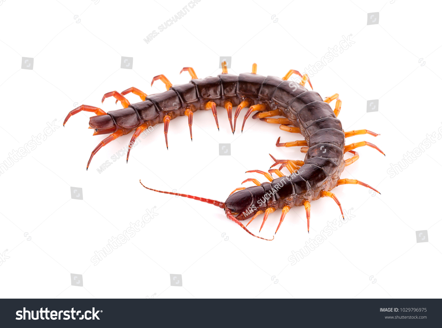 Centipede On White Background Stock Photo 1029796975 | Shutterstock