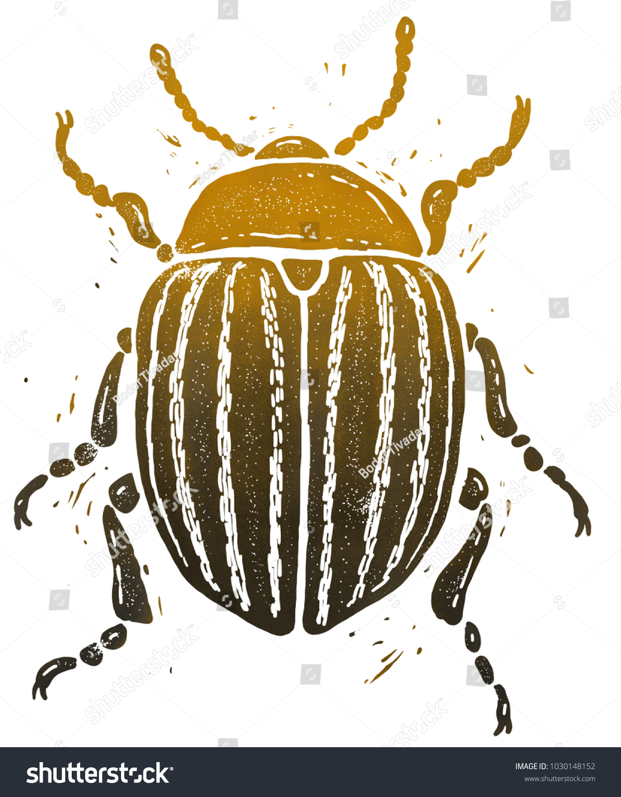 Colorado Potato Beetle Linocut Illustration Isolated Stock Illustration ...