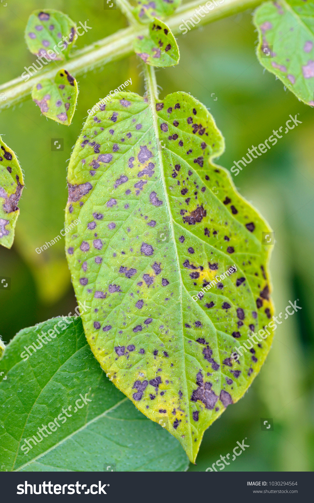 Potato Leaf Blight On Maincrop Potato Stock Photo 1030294564 | Shutterstock