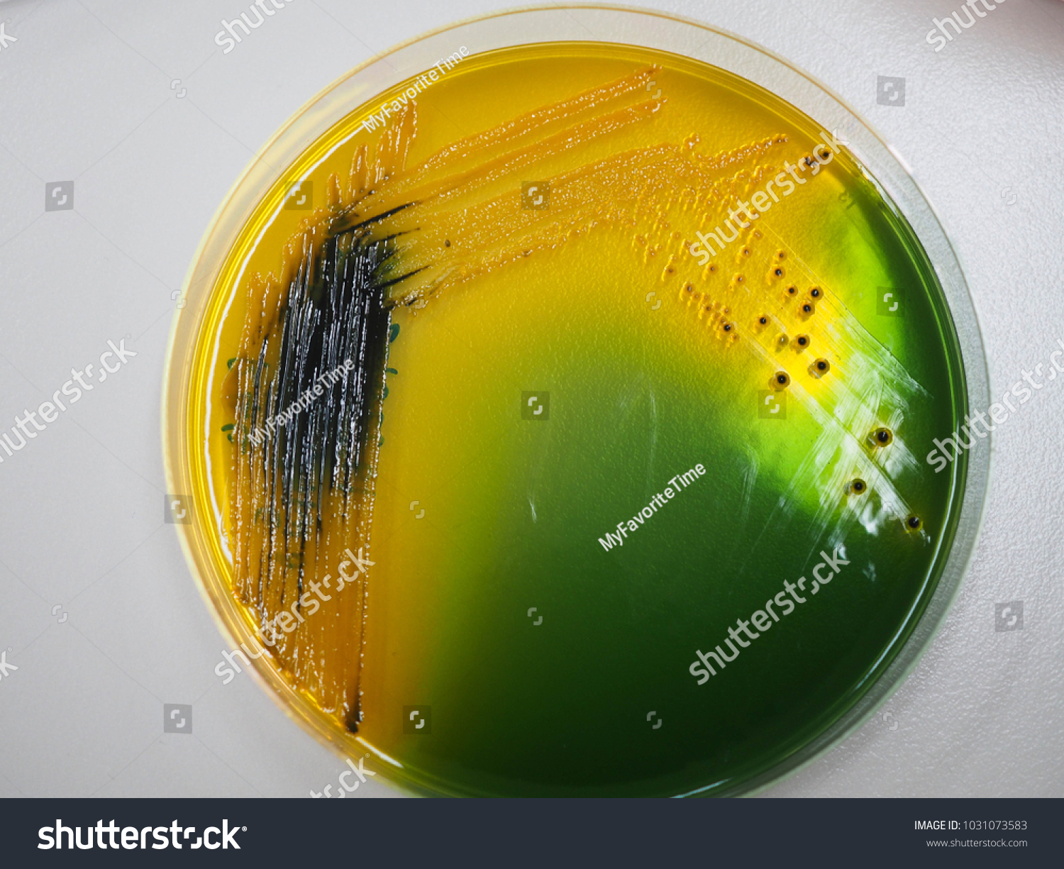 Yellow Colony Hydrogen Sulfide Enteric Bacteria Stock Photo 1031073583 ...