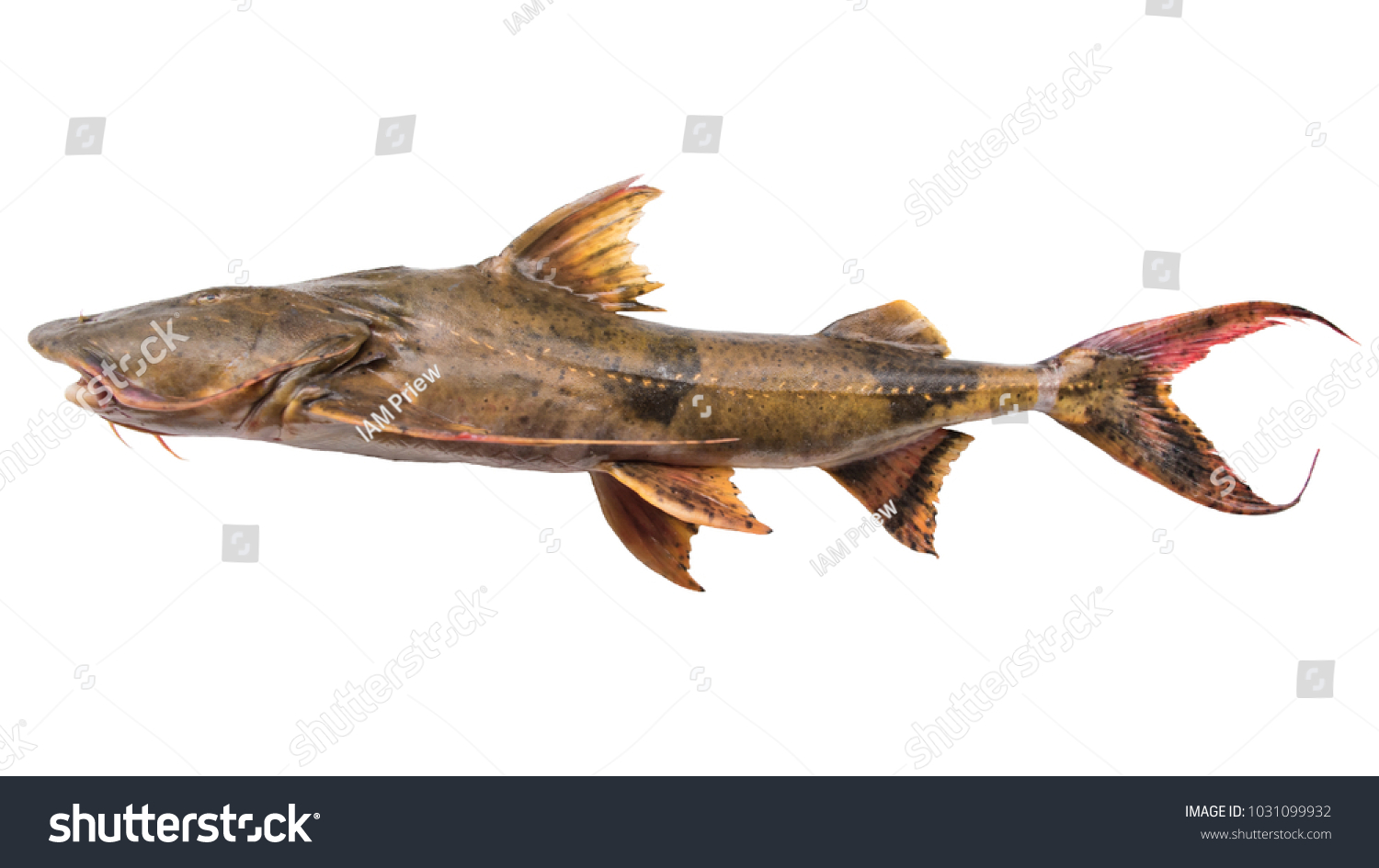 Dwarf Goonch Devil Catfish Bagarius Bagarius Stock Photo 1031099932 ...