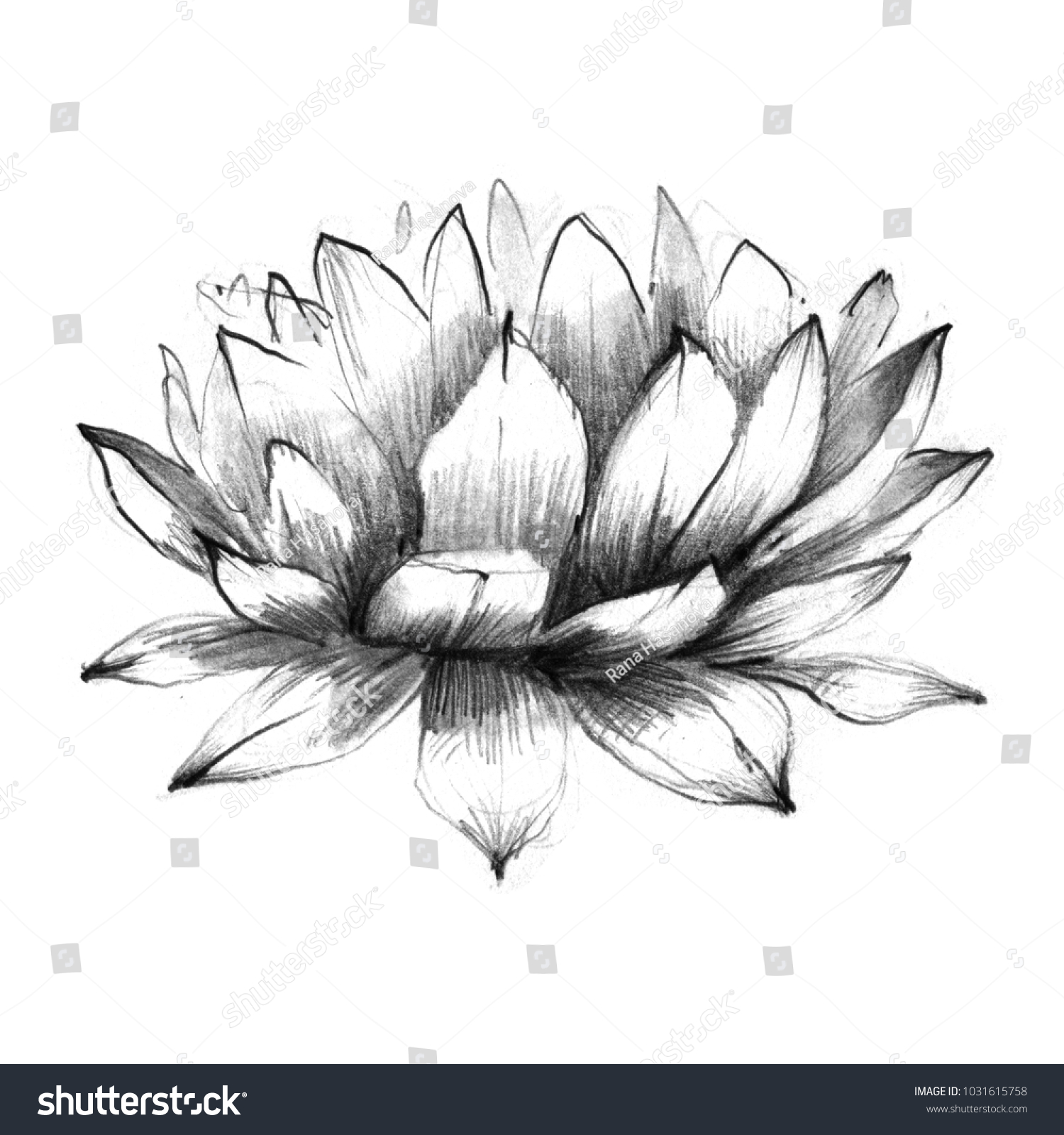 1,367 Lotus Pencil Drawing Images, Stock Photos & Vectors Shutterstock