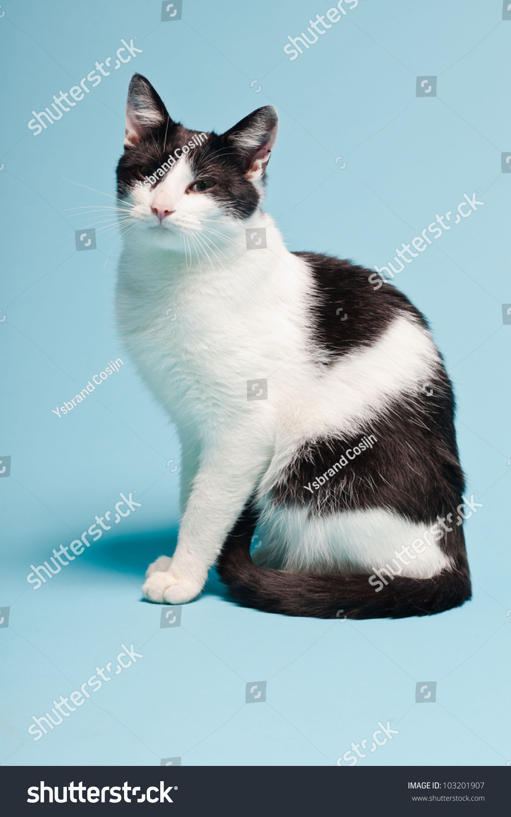 white cat with black spots and green eyes