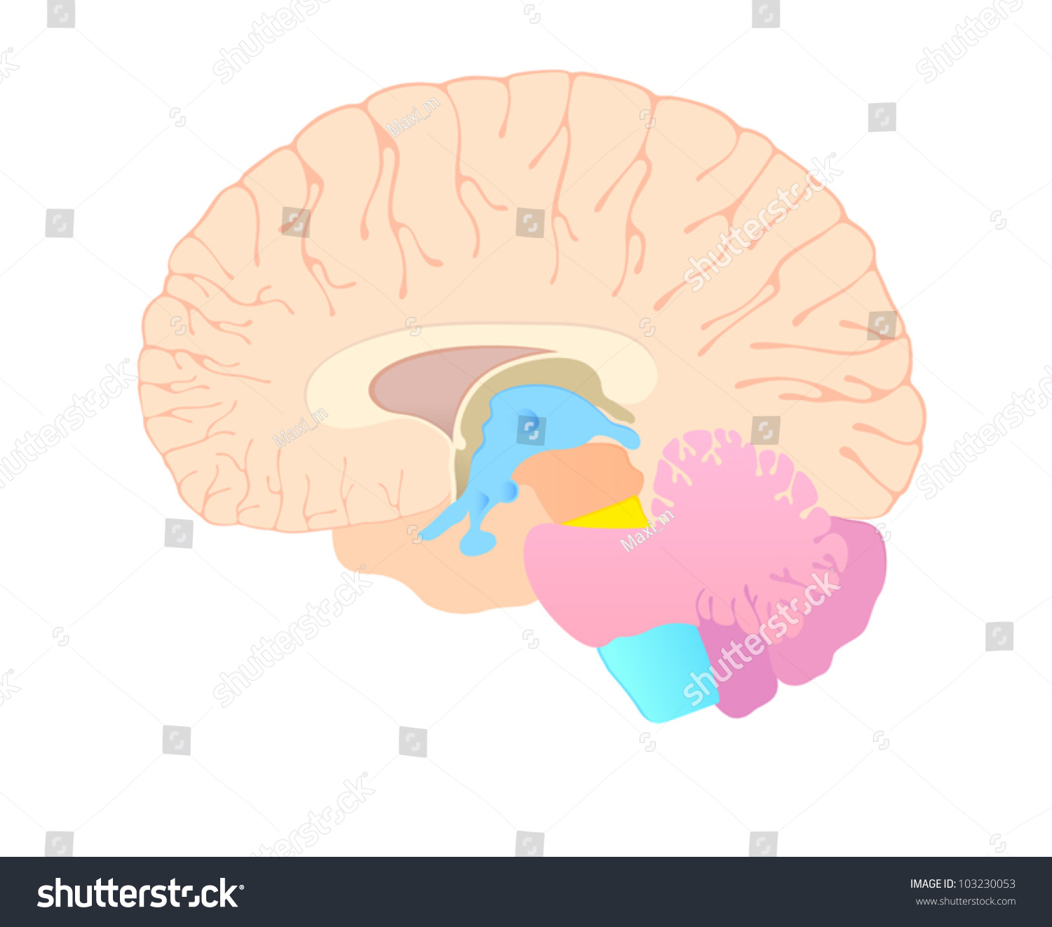 Convolutions Brain Section Stock Vector (Royalty Free) 103230053 ...